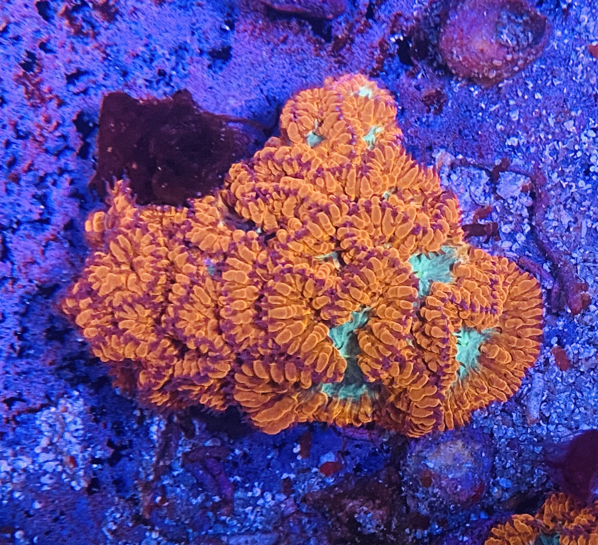 Blastomussa wellsi