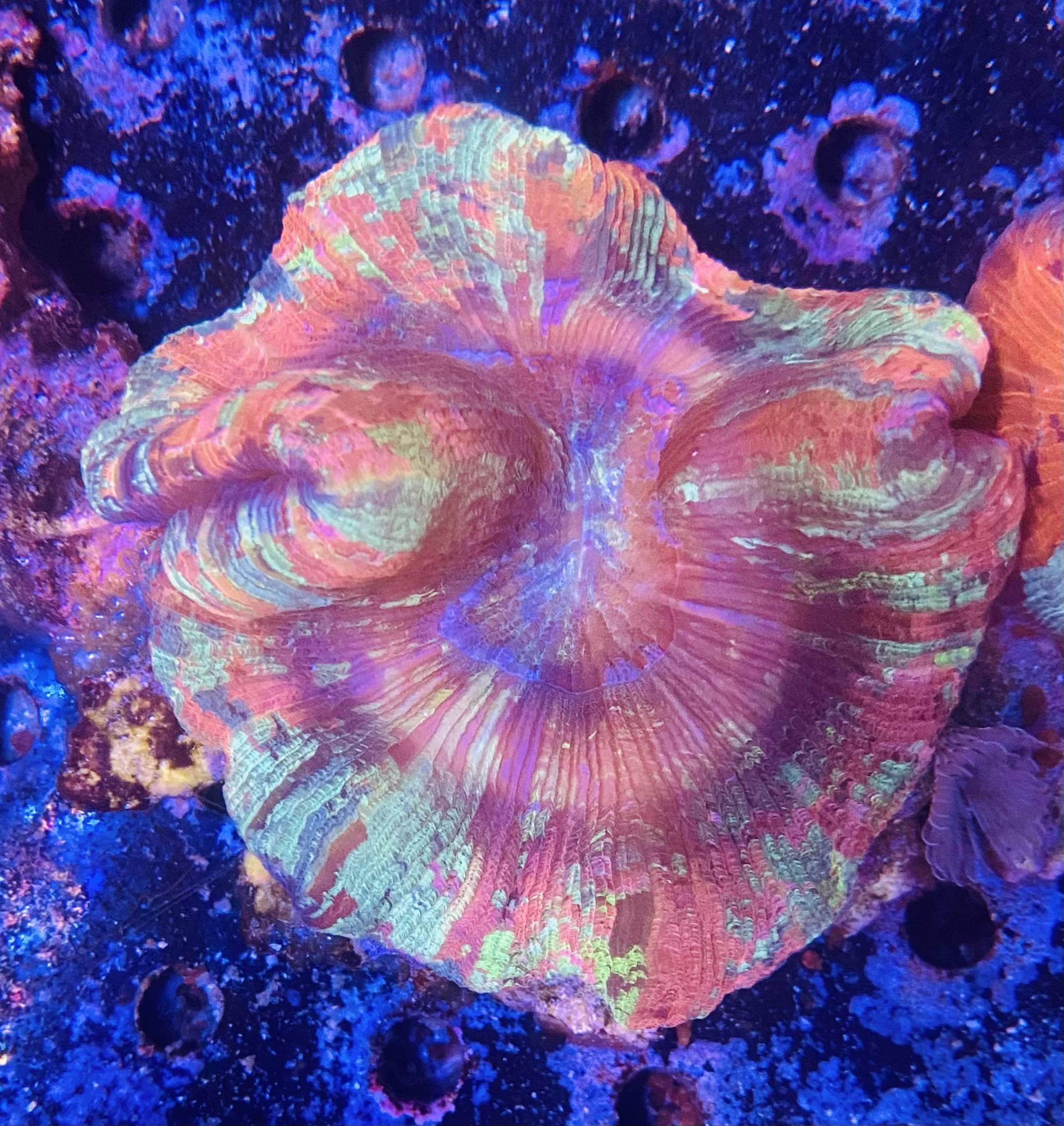Rainbow Trachyphyllia
