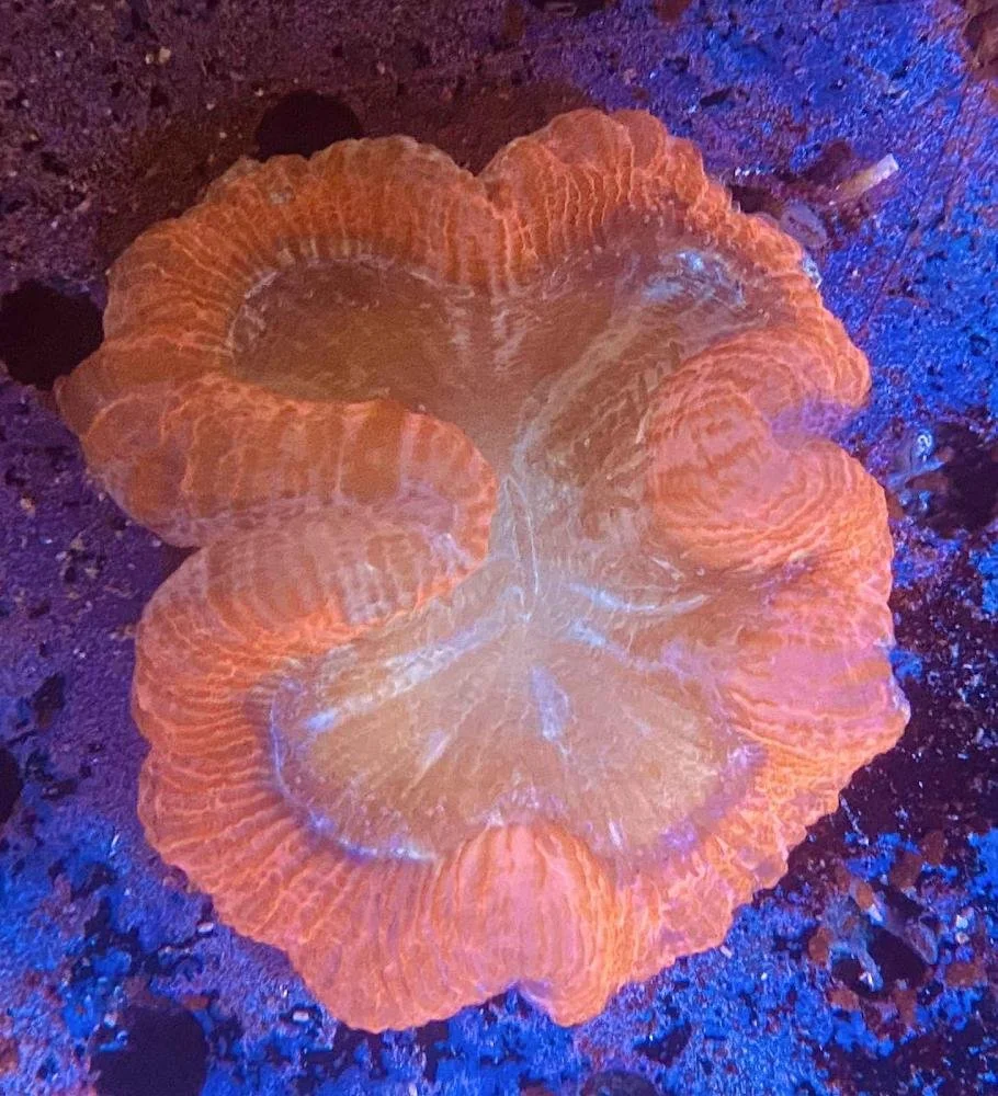 Orange and Yellow Trachyphyllia
