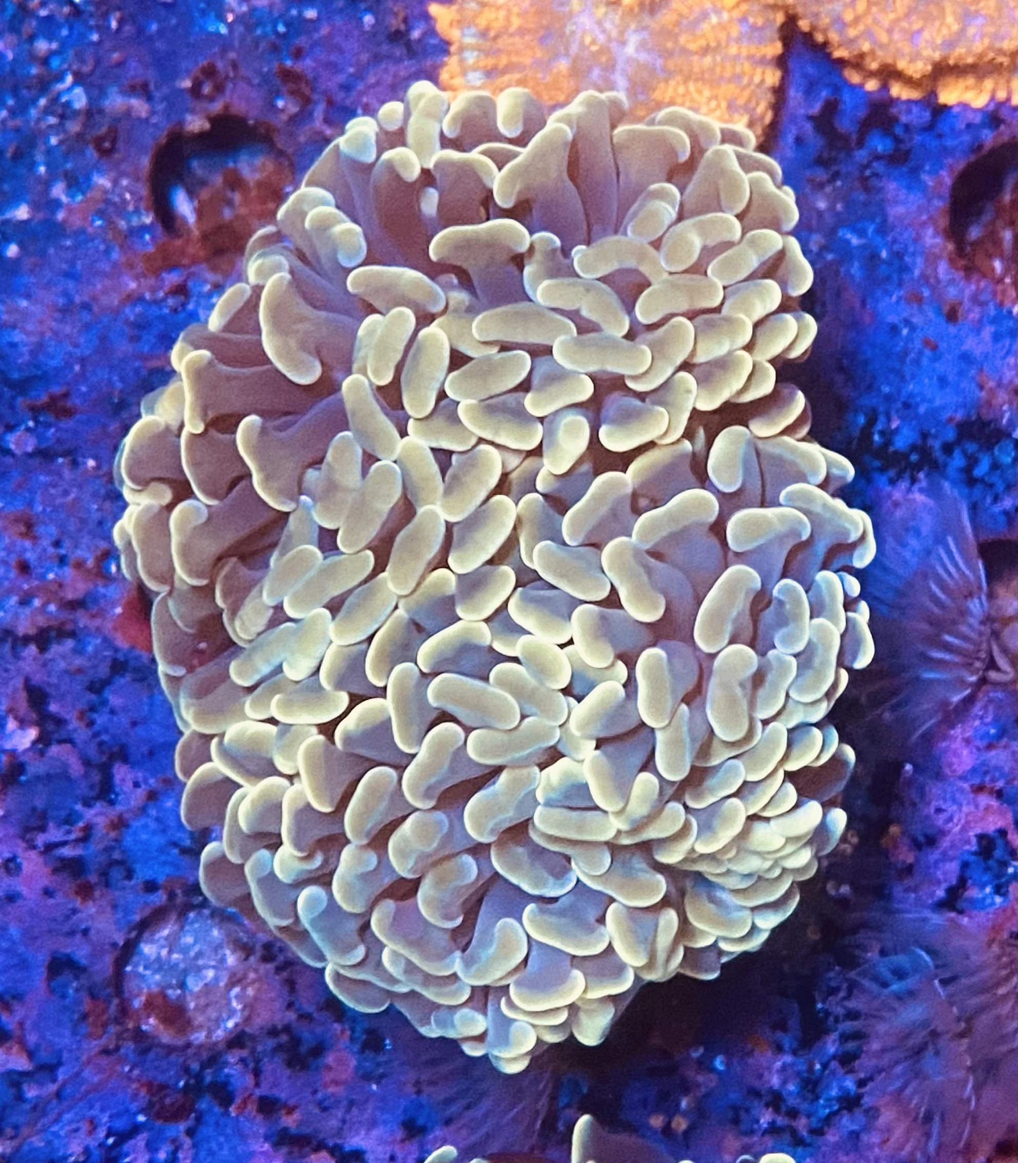 Gold Hammer Coral