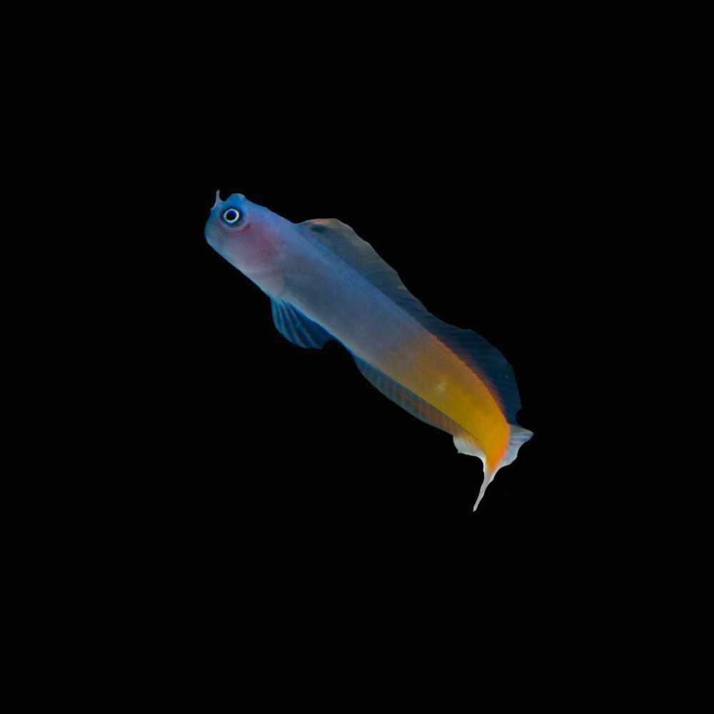 Bicolor Blenny (Ecsenius bicolor)