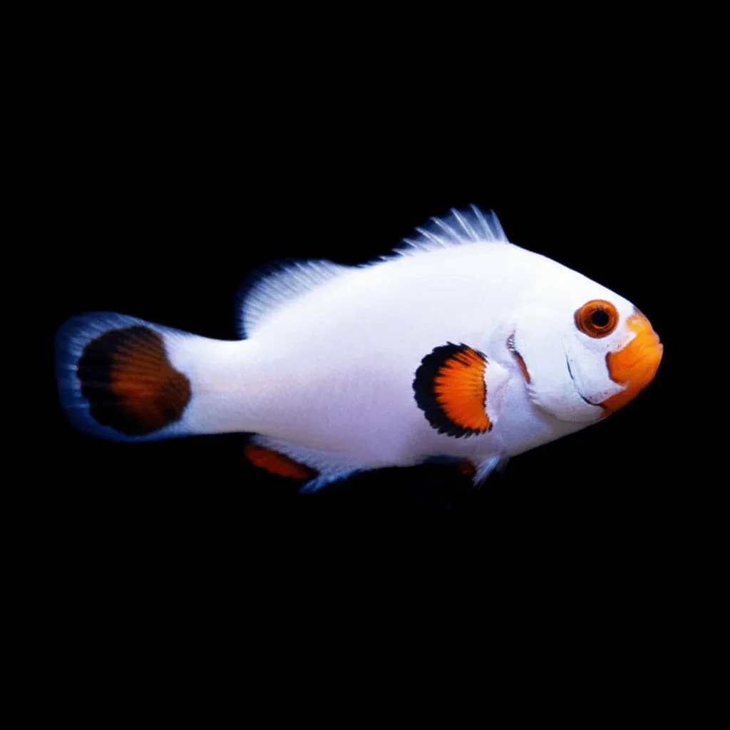 Wyoming White Clownfish (Amphiprion ocellaris variant)