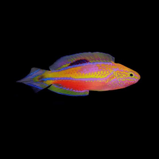 Pintail Fairy Wrasse (Cirrhilabrus isosceles)