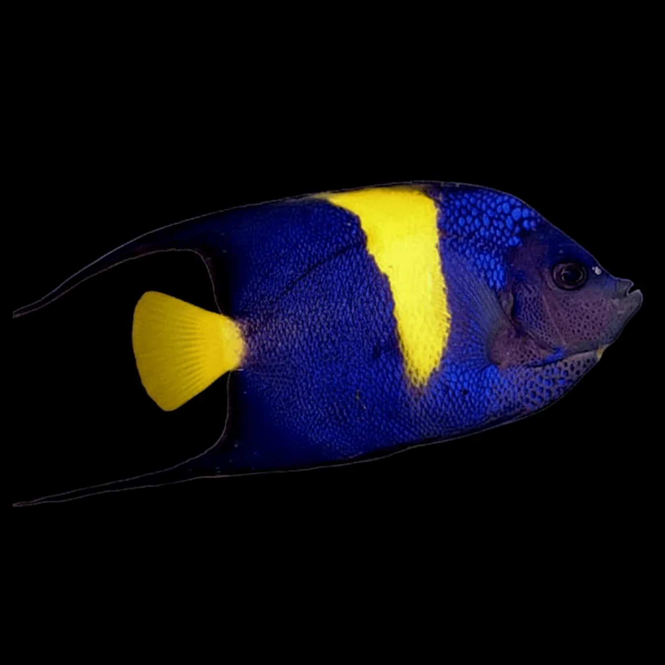 Asfur Angelfish (Pomacanthus asfur)