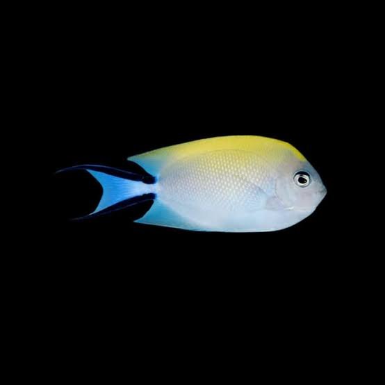 Female Japanese Swallowtail Angelfish