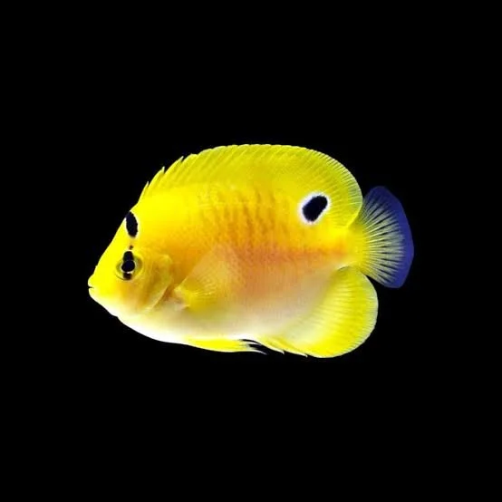 Flagfin Angelfish (Apolemichthys trimaculatus)