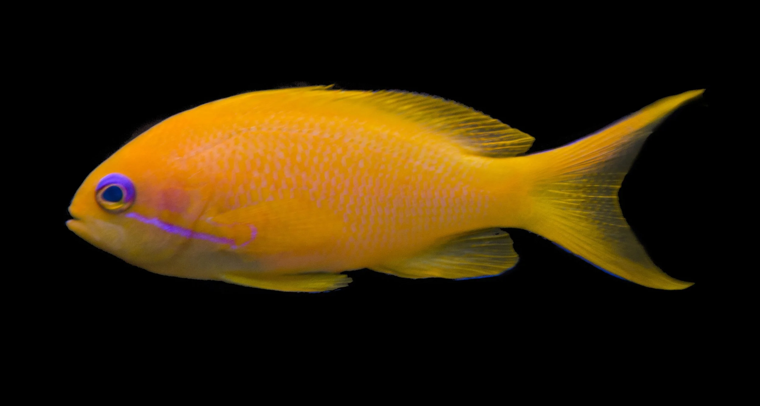 Orange Blue Eye Anthias (Pseudanthias dispar)