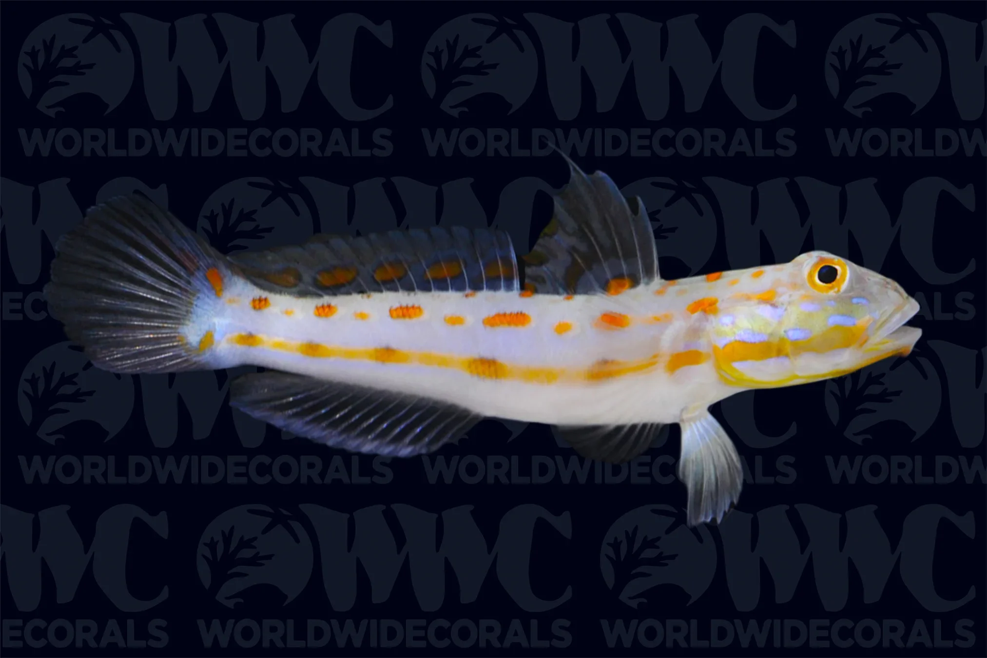 Diamond Sleeper Goby (Valenciennea puellaris)