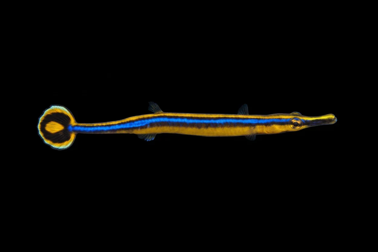 Bluestripe Pipefish (Doryrhamphus excisus)