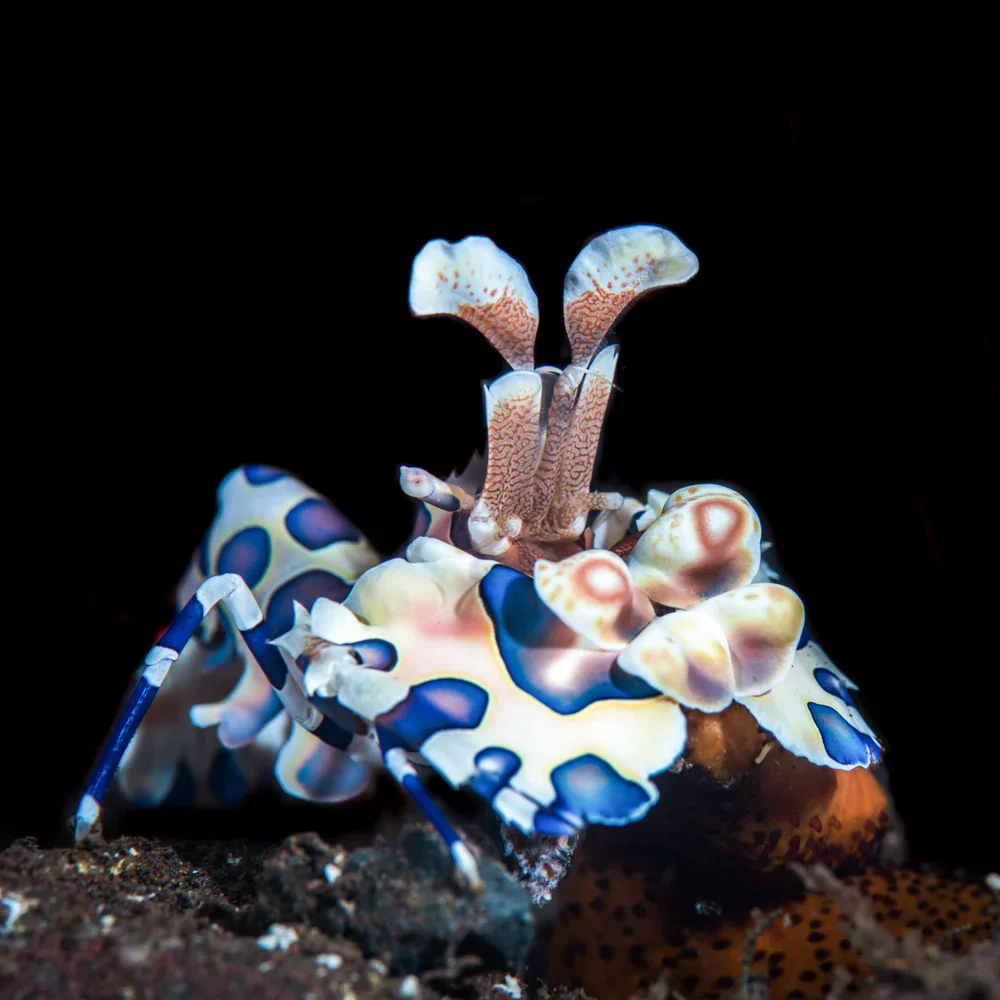 harlequin_shrimp.webp