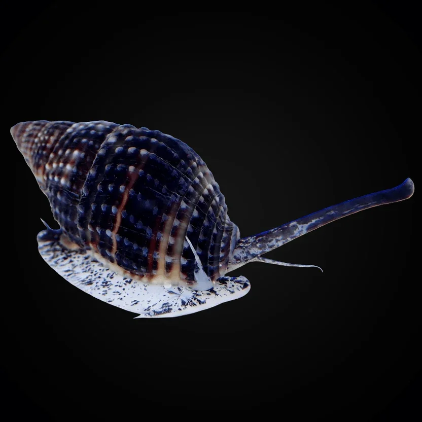 Nassarius Snail (Nassarius sp.)