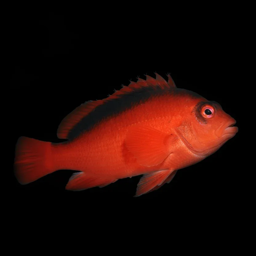 Flame Hawkfish (Neocirrhites arus)