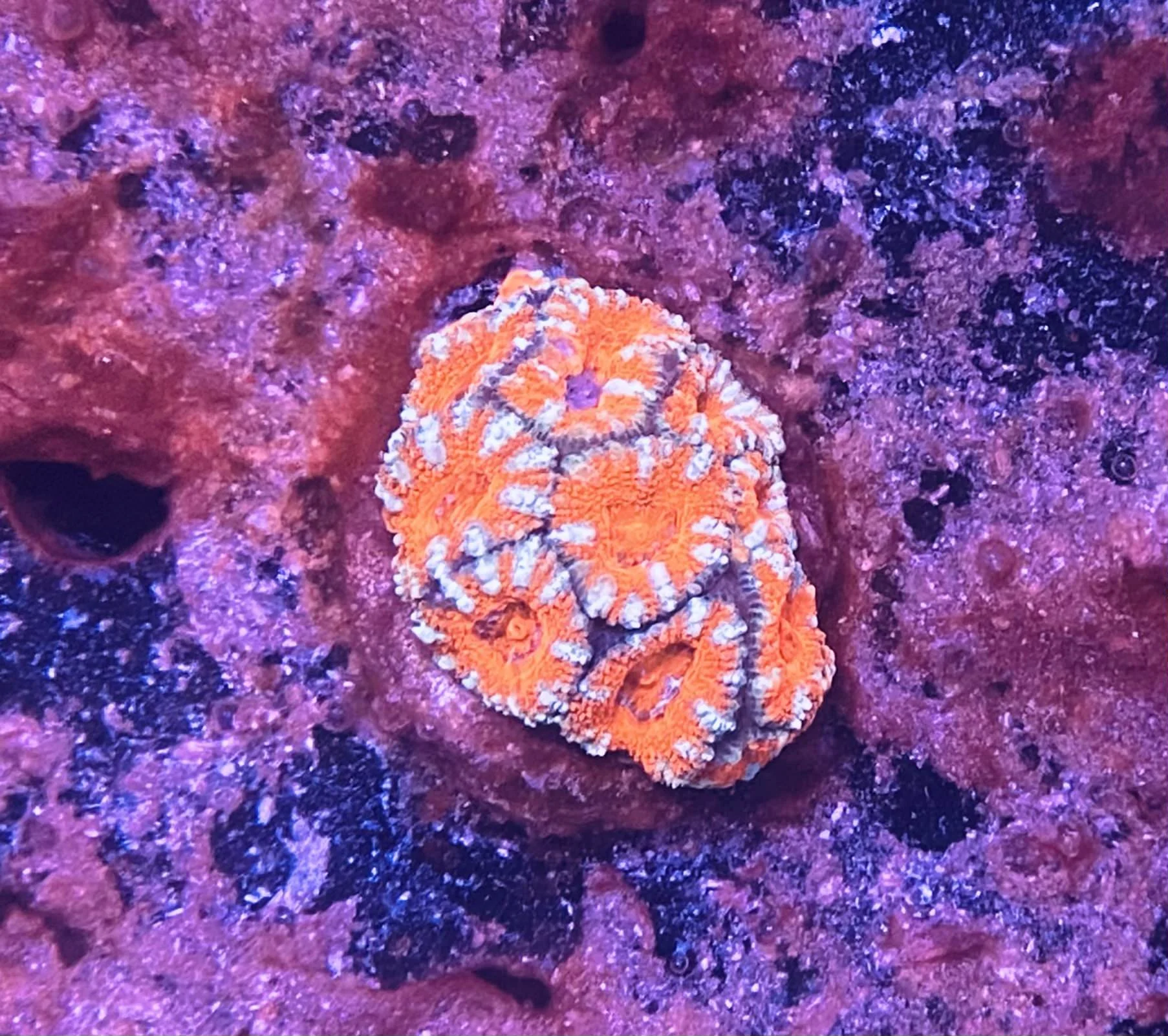 Orange Acan Lord Coral