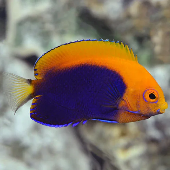 Flameback Angelfish (Centropyge acanthops)
