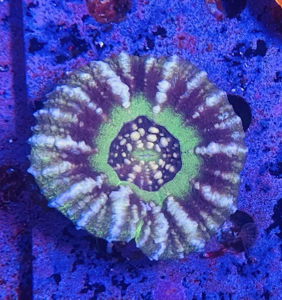 Warpaint Scolymia