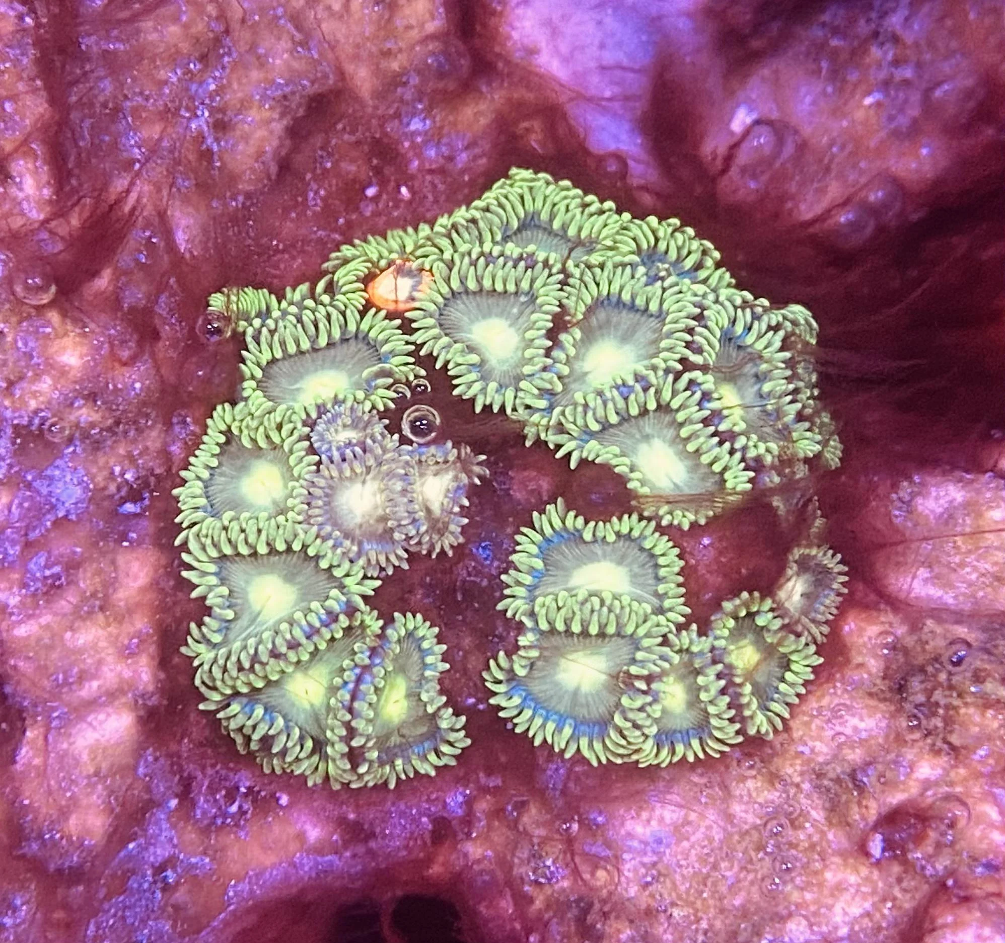 Green Zoanthid