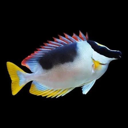 Metallic Foxface Rabbitfish (Siganus magnifolius)