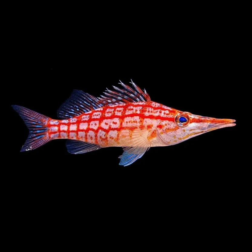 Longnose Hawkfish (Oxycirrhites typus