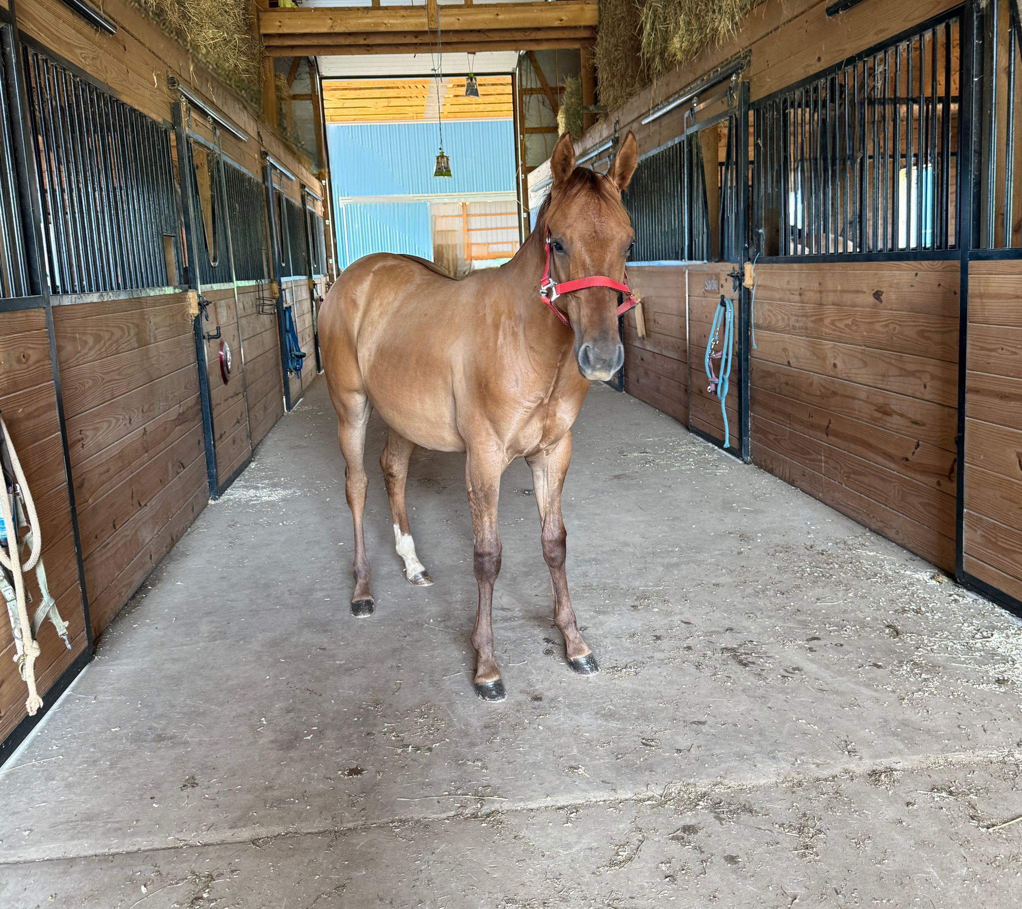 FQH MS POCO WRANGLER - Scarlett