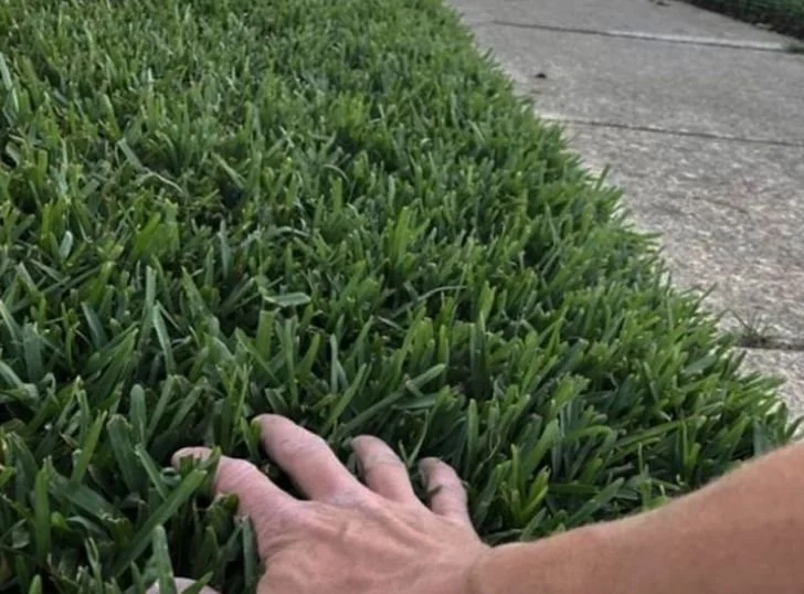 Lawn Mowing & Edging