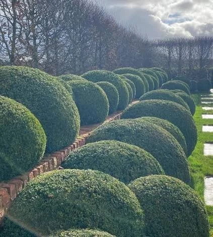 Pruning & Shaping