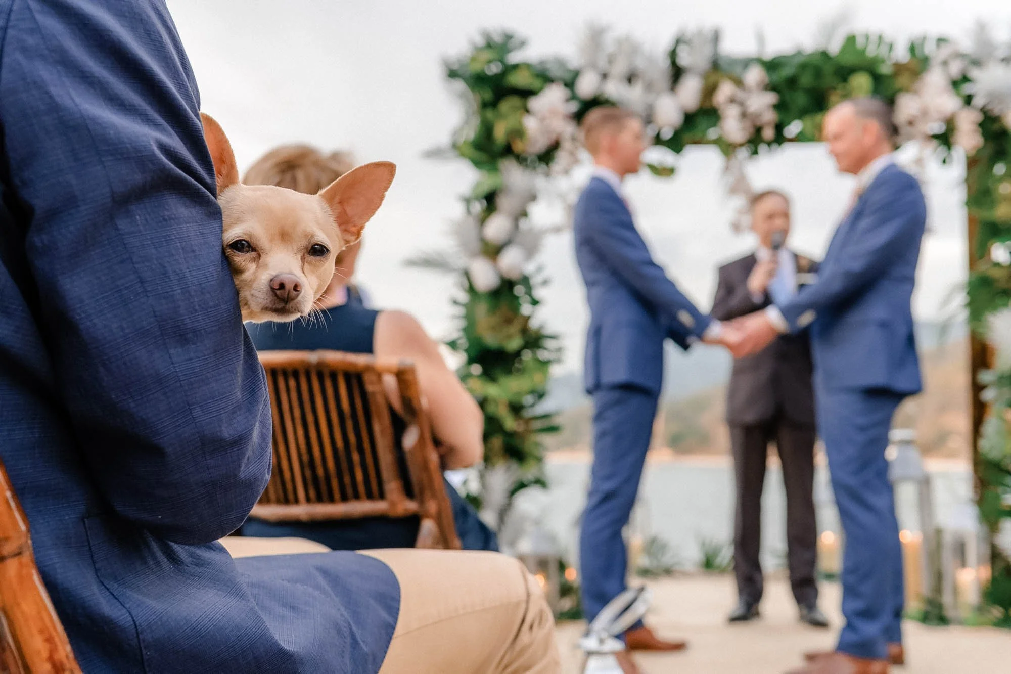 Close up of a dog while his gay owners get married along the ocean.