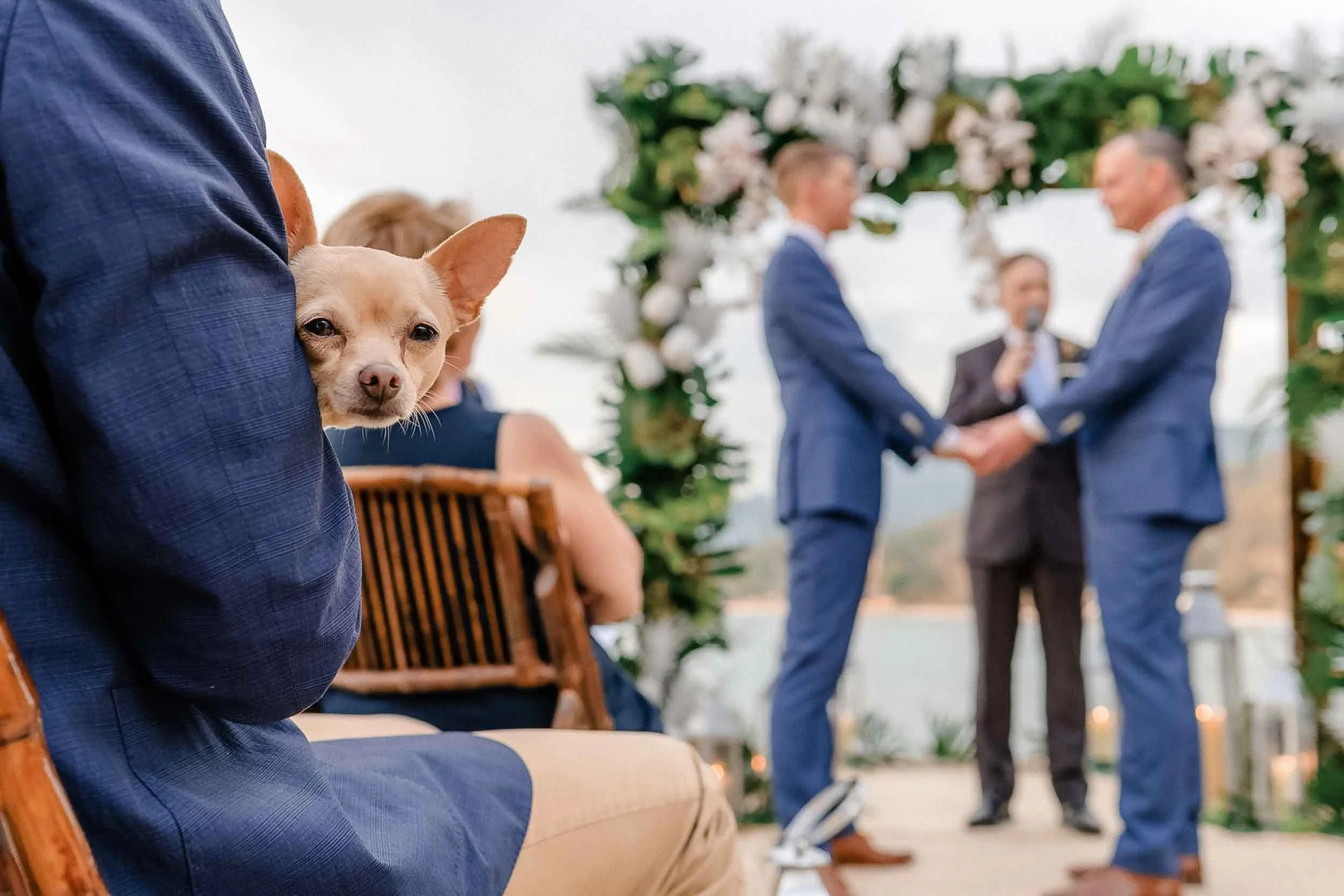 Close up of a dog while his owners get married at a LGBTQ wedding in the gay friendly city of Puerto Vallarta Mexico