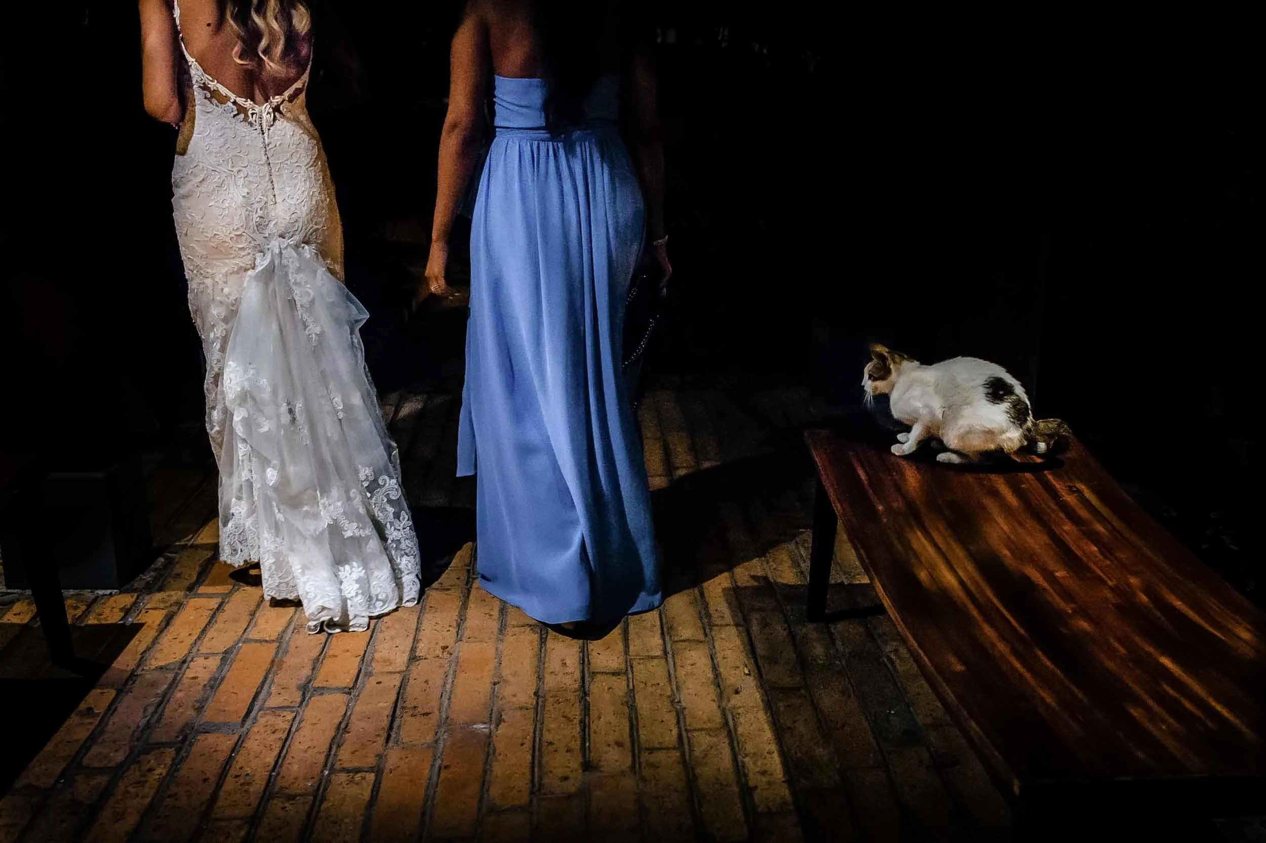 Cat sees bride and maid of honor walking by at night. 