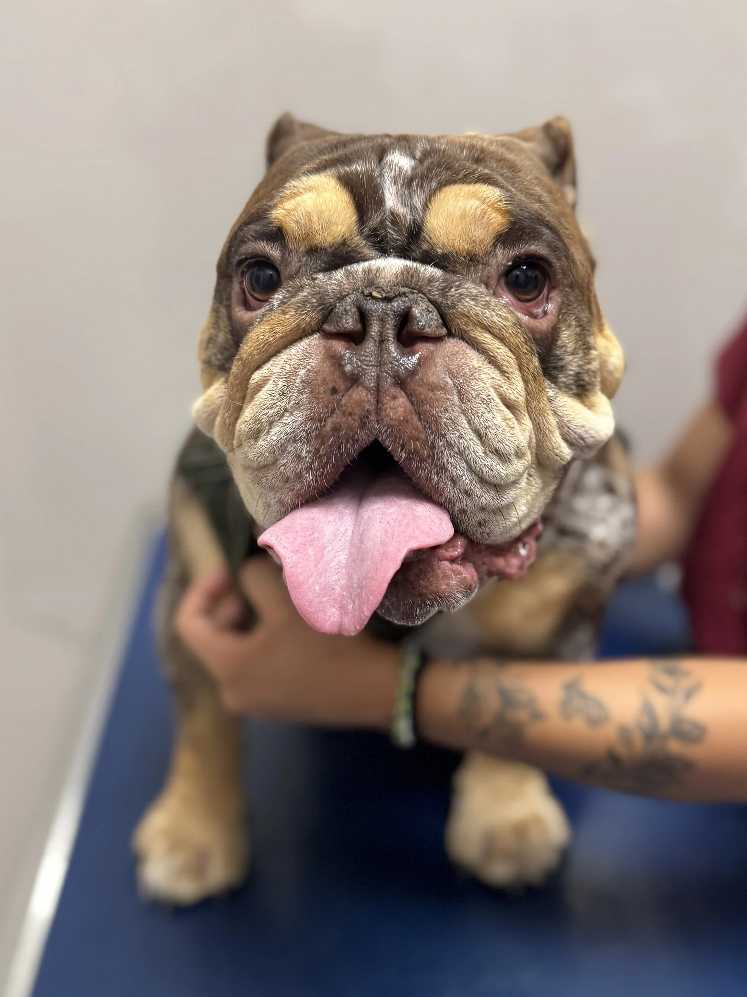 Happy Patient at J&M Veterinary Services