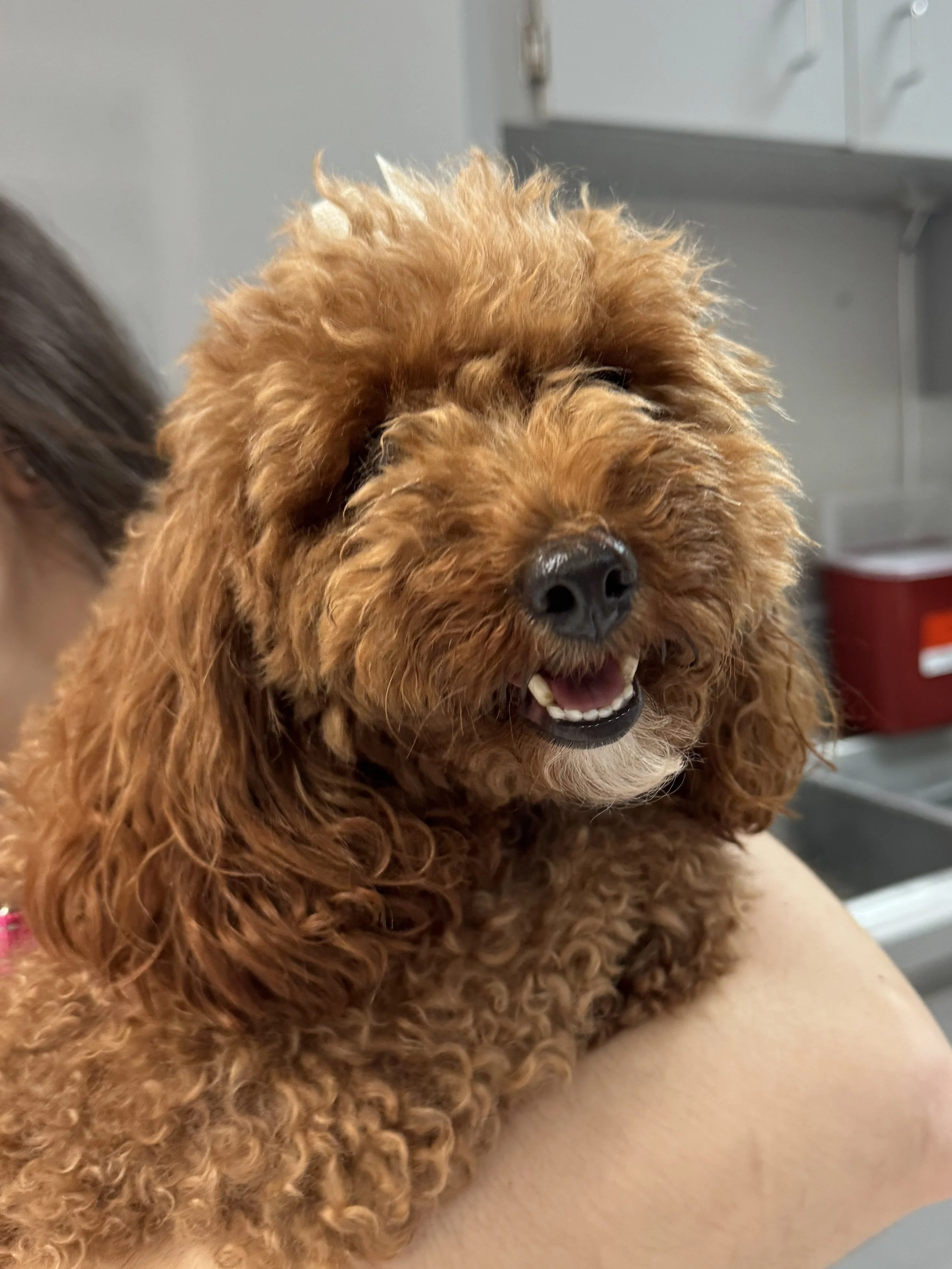 Happy Patient at J&M Veterinary Services