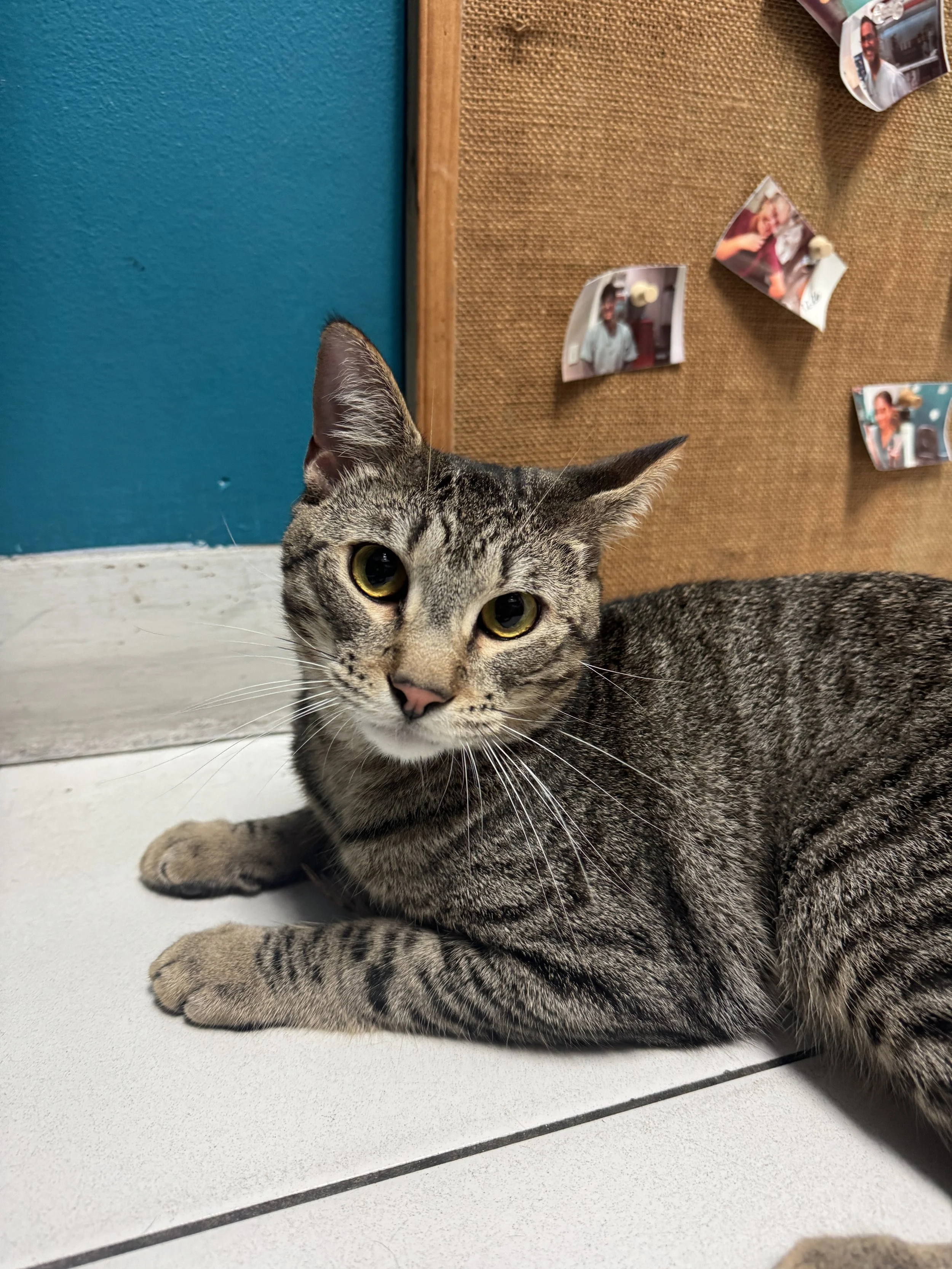 Office pet at J&M Veterinary Services 