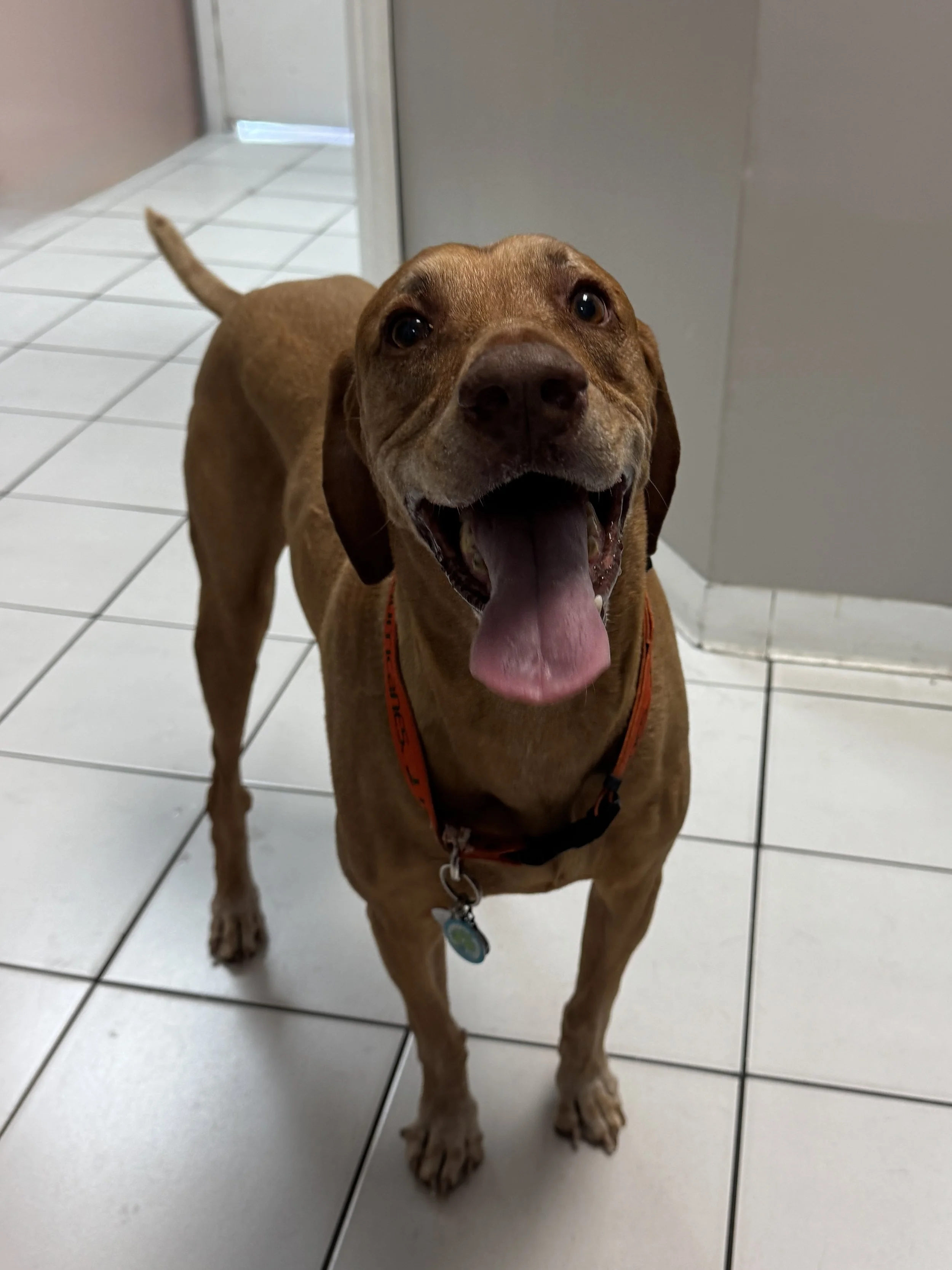 Happy Patient at J&M Veterinary Services