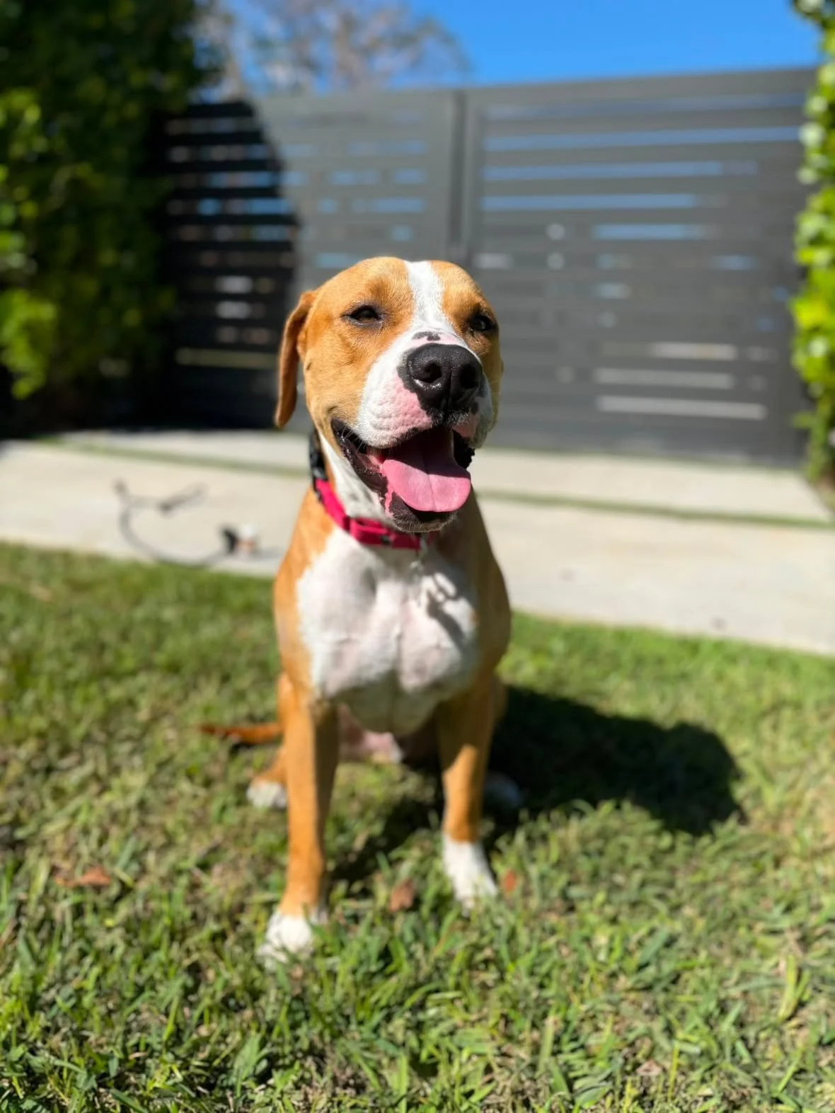 Happy Patient at J&M Veterinary Services