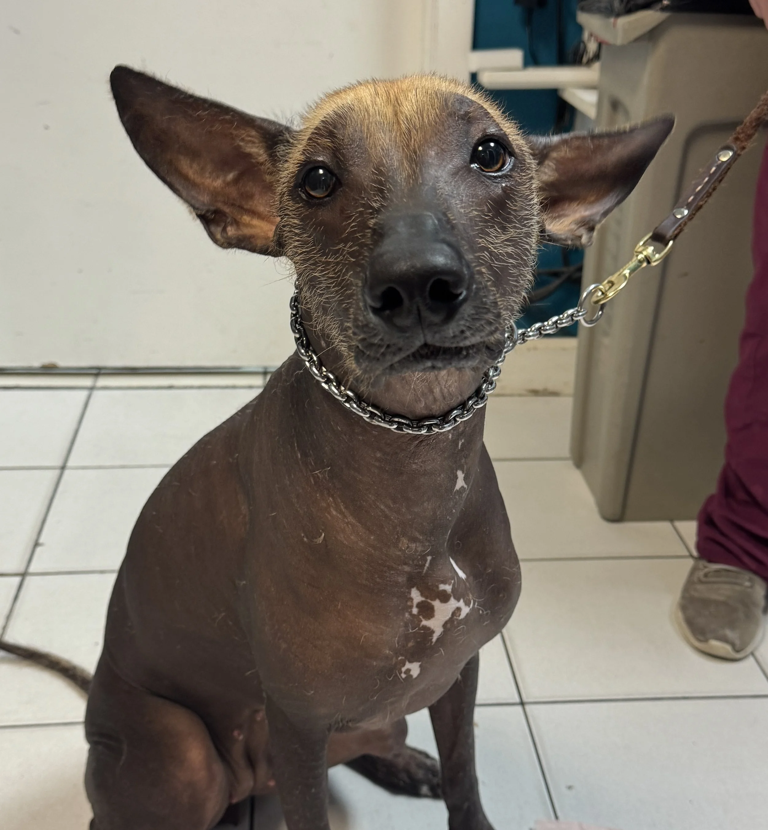 Happy Patient at J&M Veterinary Services