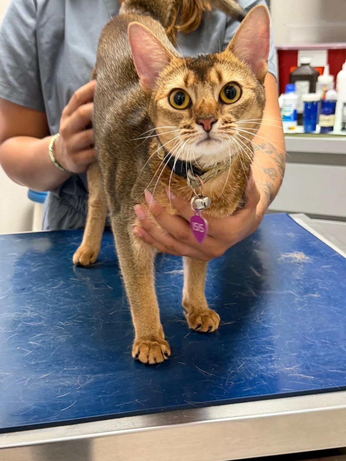 Happy Patient at J&M Veterinary Services