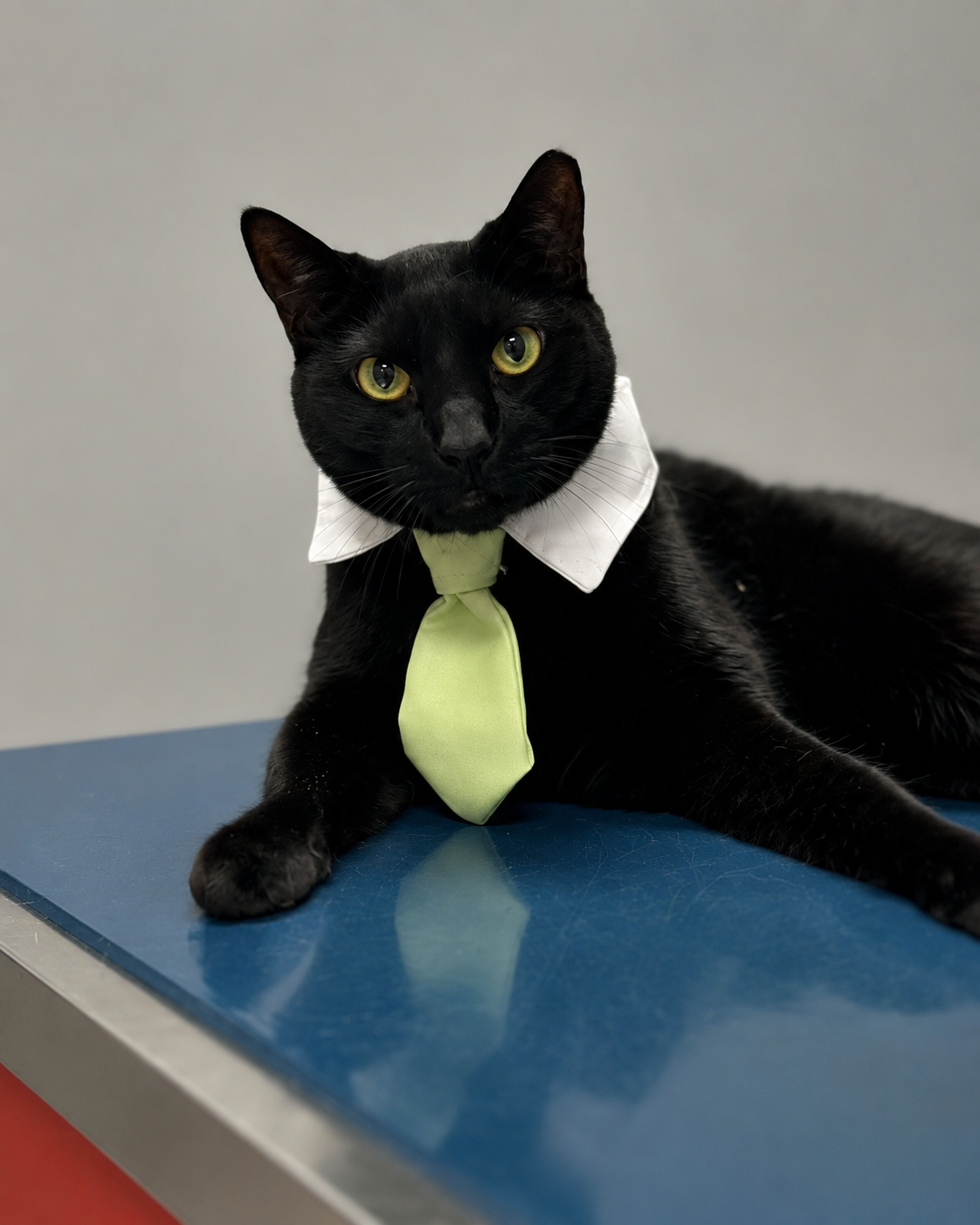 Office pet at J&M Veterinary Services