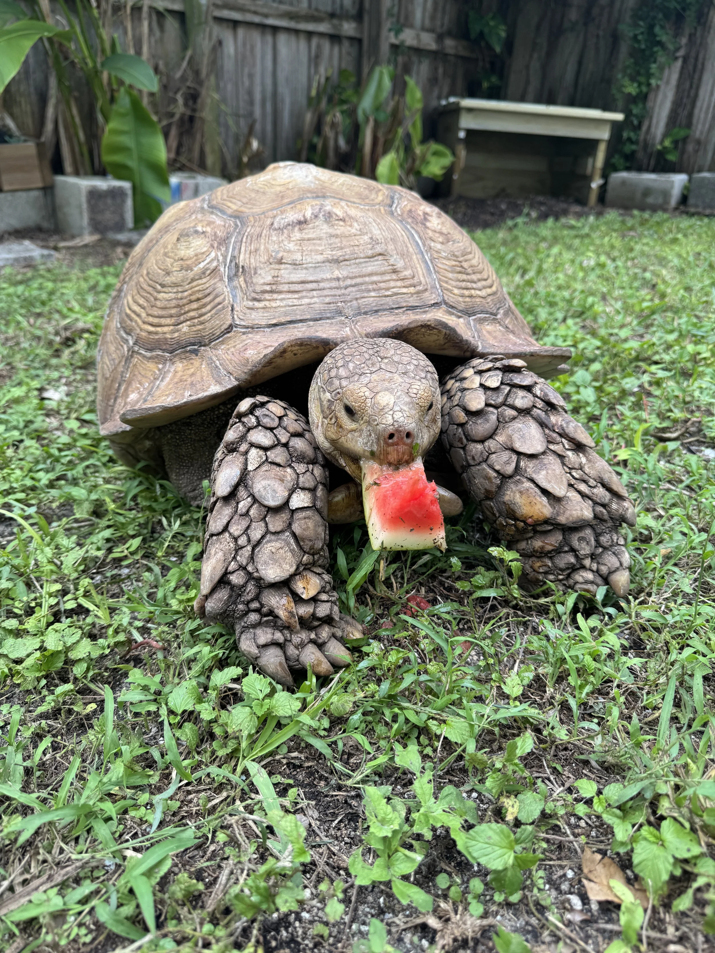 Office pet at J&M Veterinary Services 
