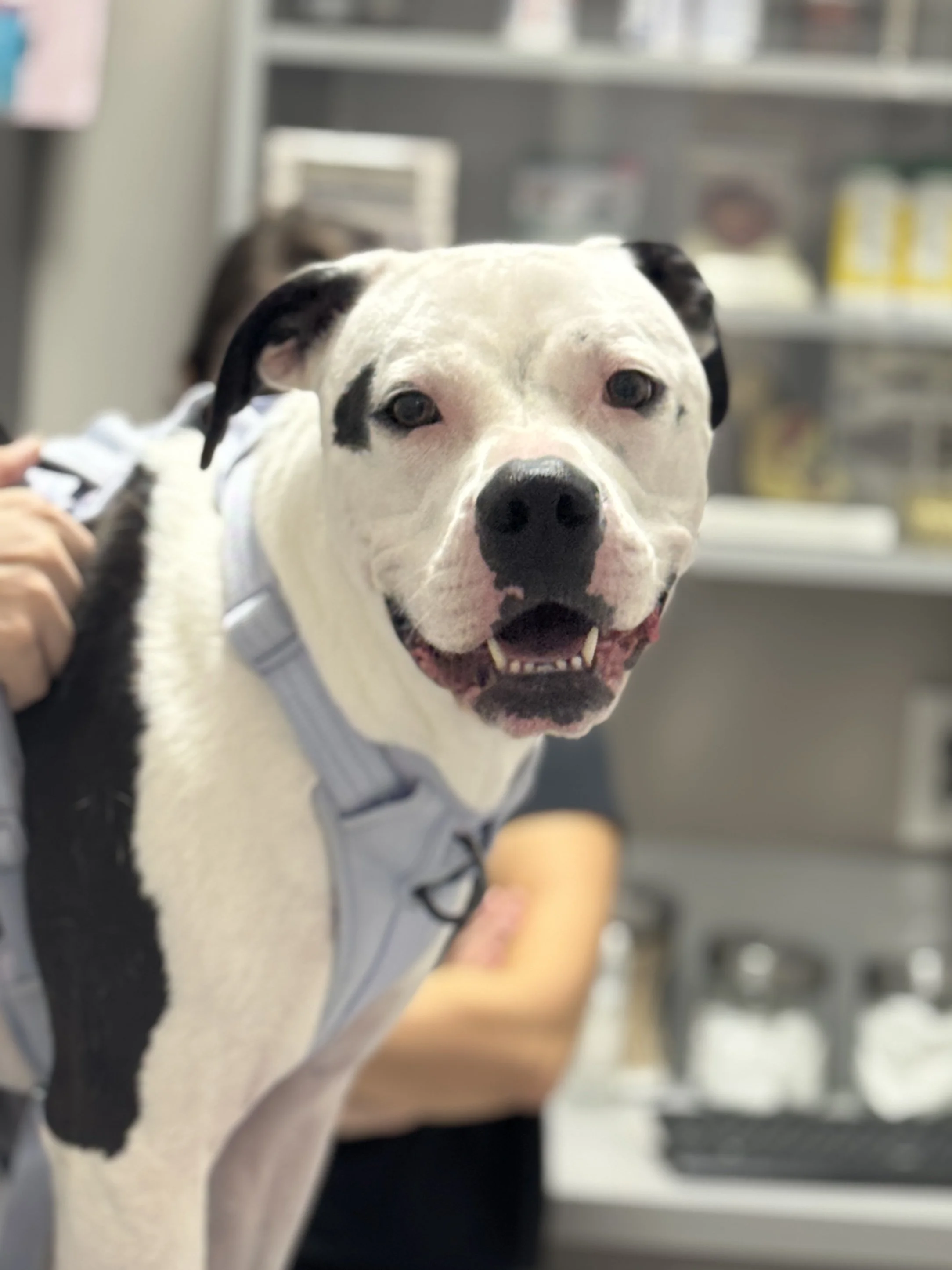 Happy Patient at J&M Veterinary Services