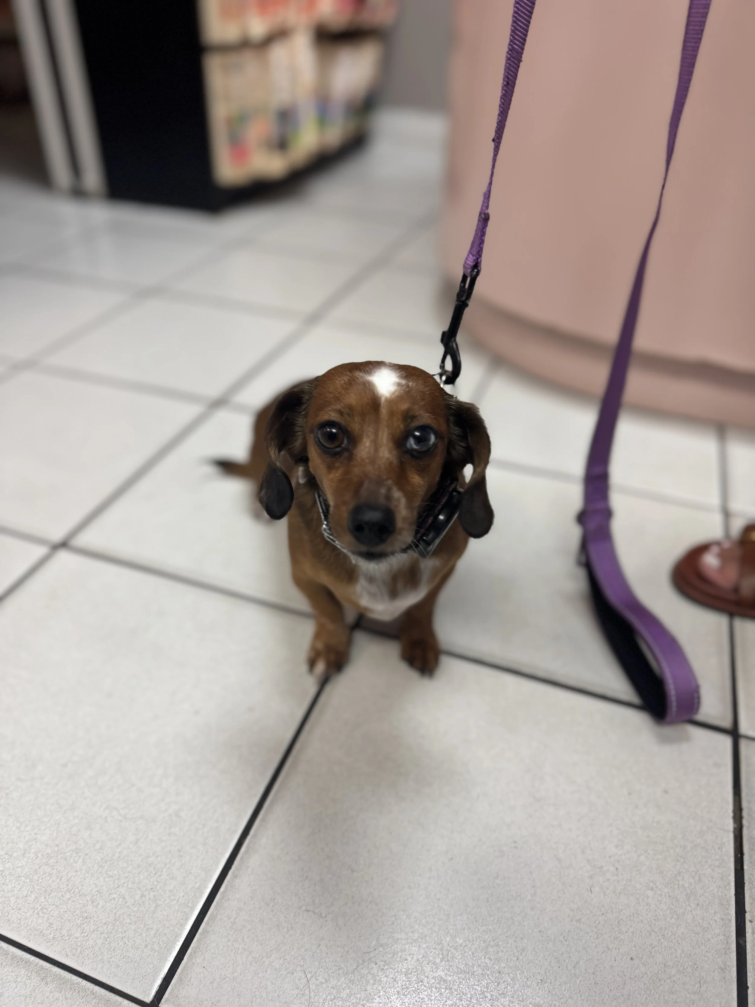 Happy Patient at J&M Veterinary Services