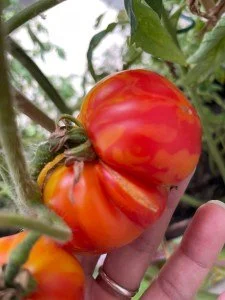 8 Veggies to grow in Florida in August