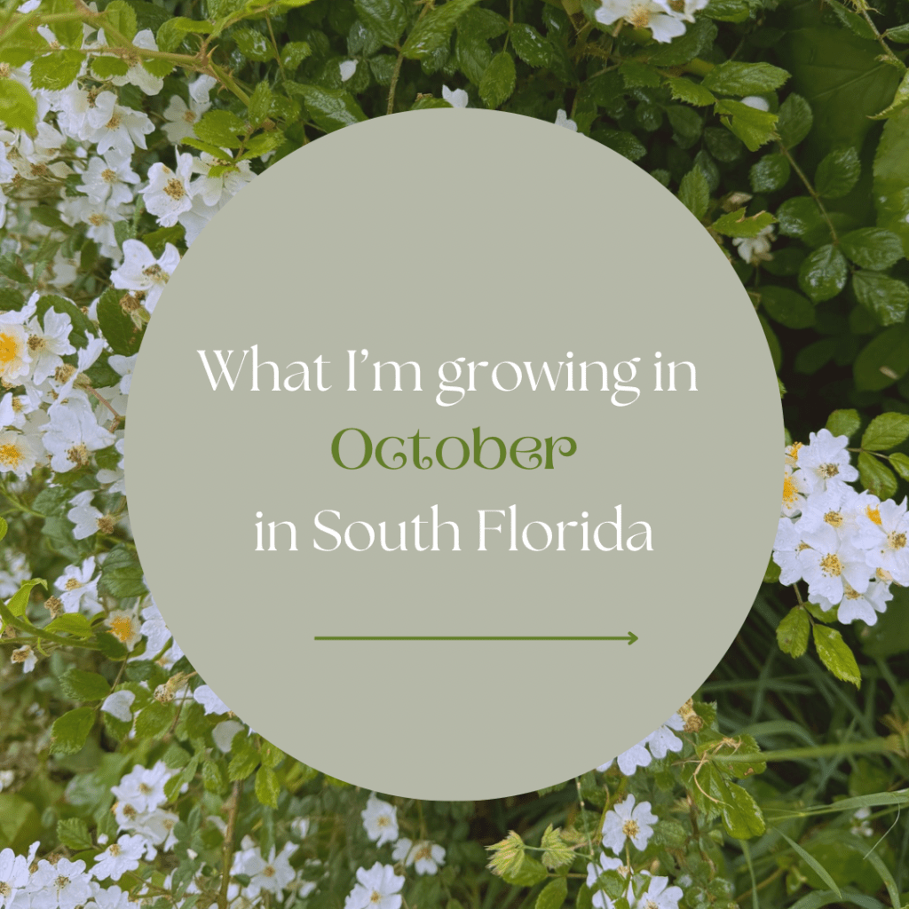 What to Grow in South Florida (Zone 11) in October: A Goblin's Guide