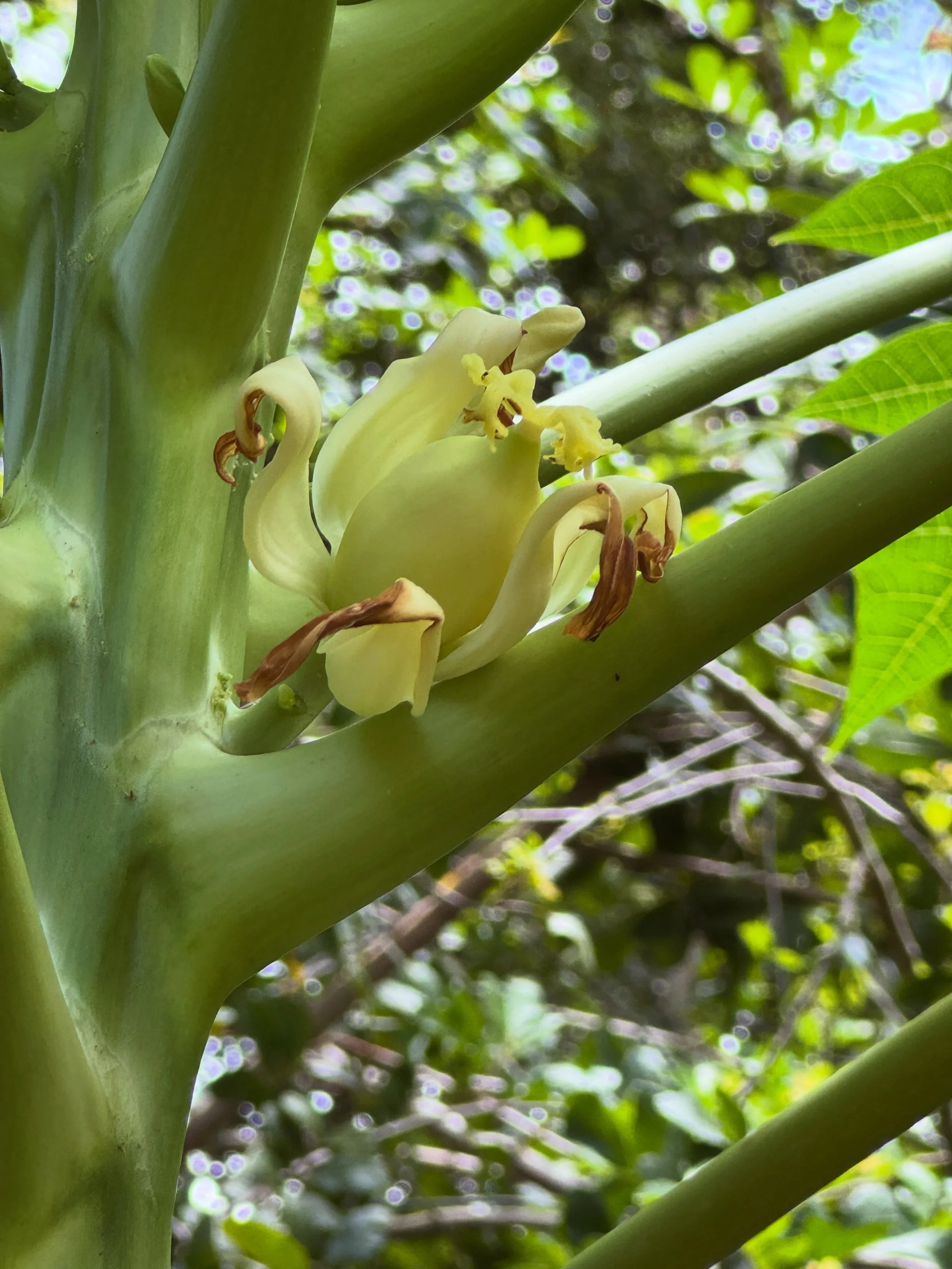 Congratulations to Cher, my diva papaya tree, who has finally decided to give birth. I almost cut her down multiple times for constant bloom drop. She&rsquo;s almost two years old and this is her first actual fruit. I guess my threats finally got thr