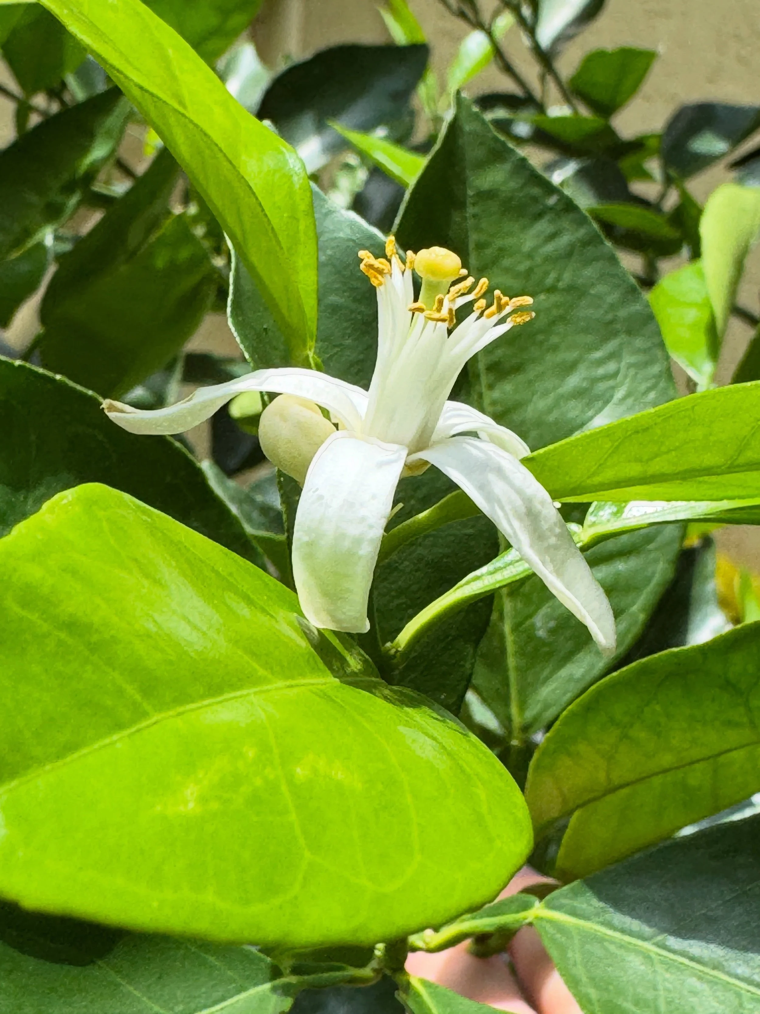 God my grove smells so good now that the oranges are blossoming. I&rsquo;m spoiled with this air, I swear. Best thing ever. Oranges coming soon! (We have navel, Valencia, tangerines, sour oranges, key limes, finger limes, kaffir, pink lemons!!)

#cit