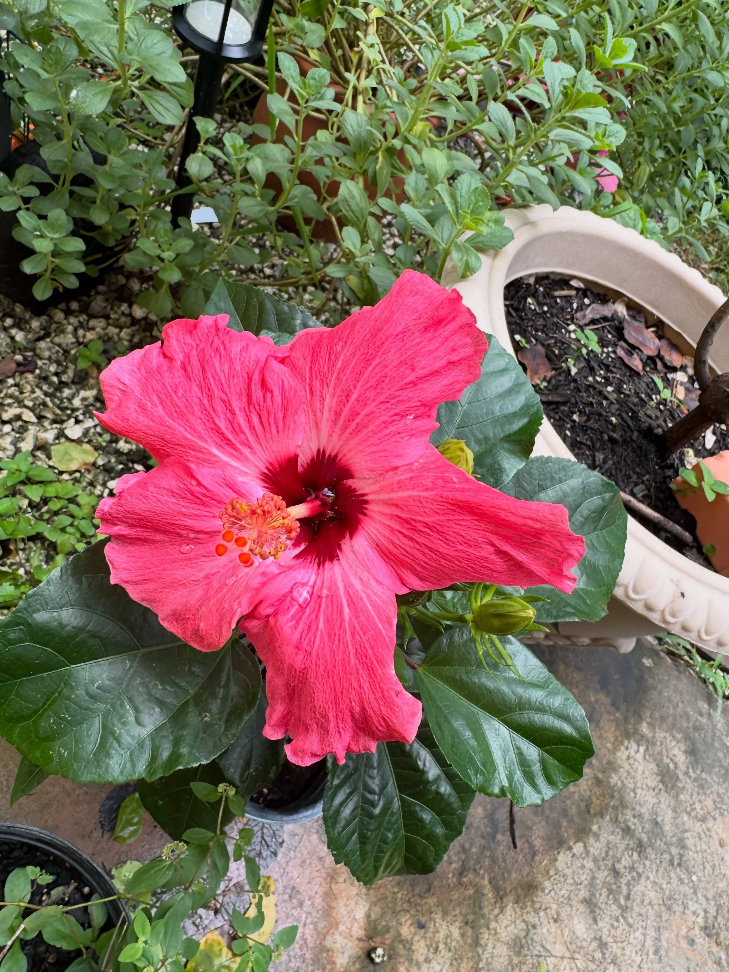 Your daily dose of hibiscus. Doctors orders! 
Jokes aside, I don&rsquo;t think my garden will ever be complete without these lil ladies 🥰 #hibiscus #tropicalgarden #floridatropical #floridagarden #zone10b