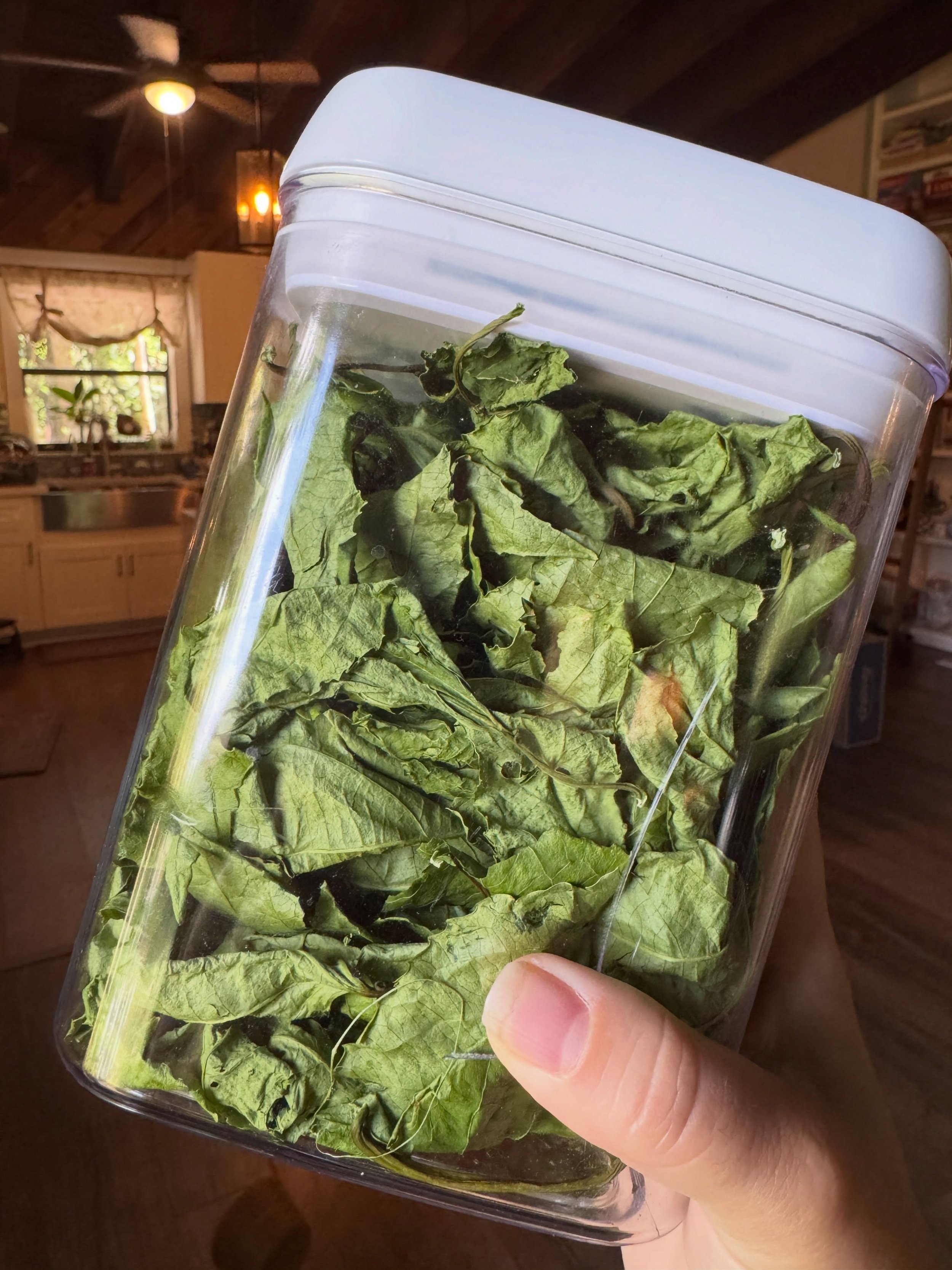Update on the passiflora leaves: they dried perfectly! Or is extremely satisfying when they get all crunchy 😂 tea just got an upgrade at our house!

#apothecary #floridafoodforest #homemade #floridagardening #tea