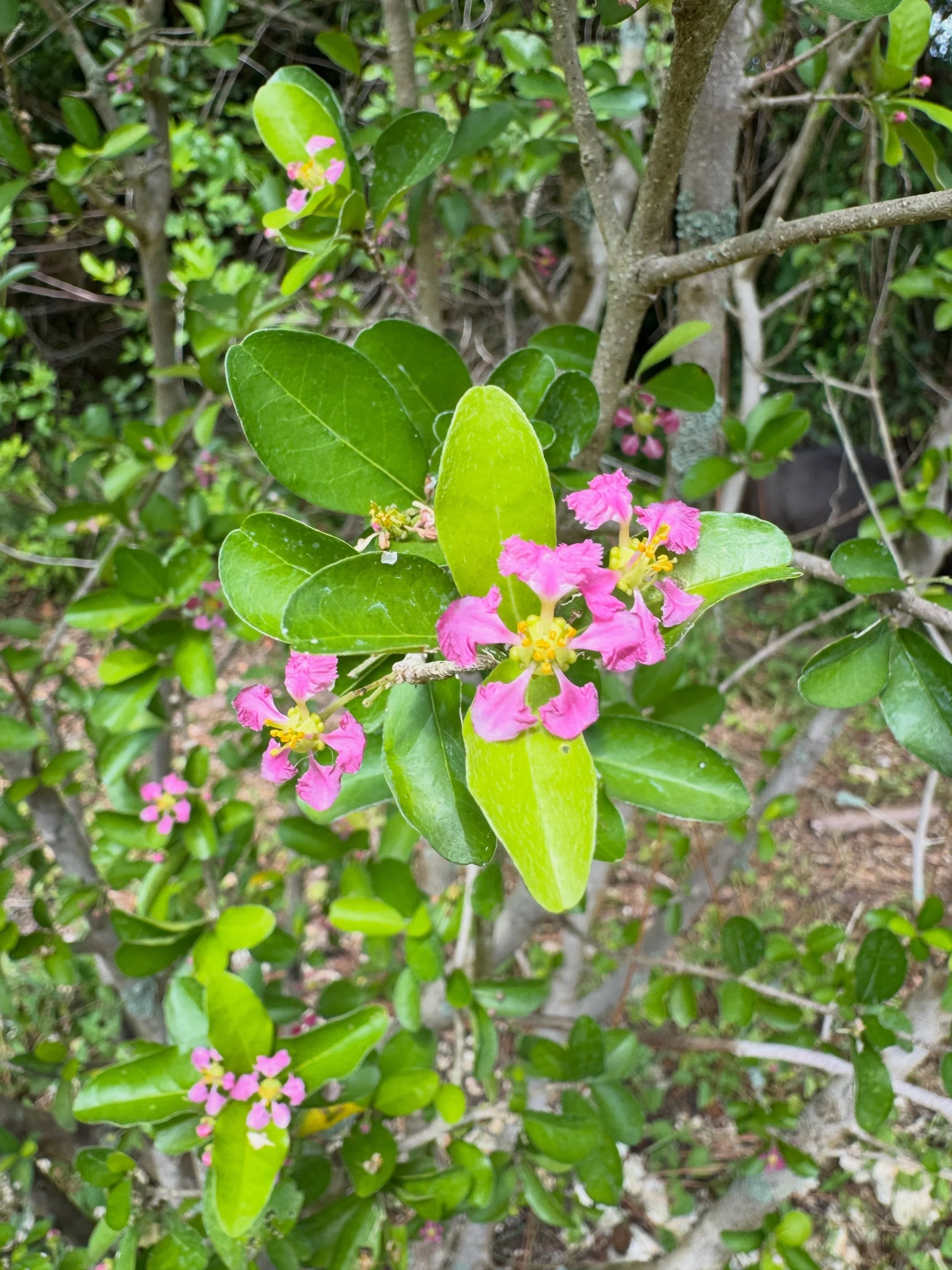 This is our Barbados cherry! She&rsquo;s bloomed plenty of times but unfortunately the cold snap earlier in the year and some pretty heavy pest pressure have led to no fruit. It happens! She&rsquo;s loaded with blooms now that I&rsquo;ve gotten the p