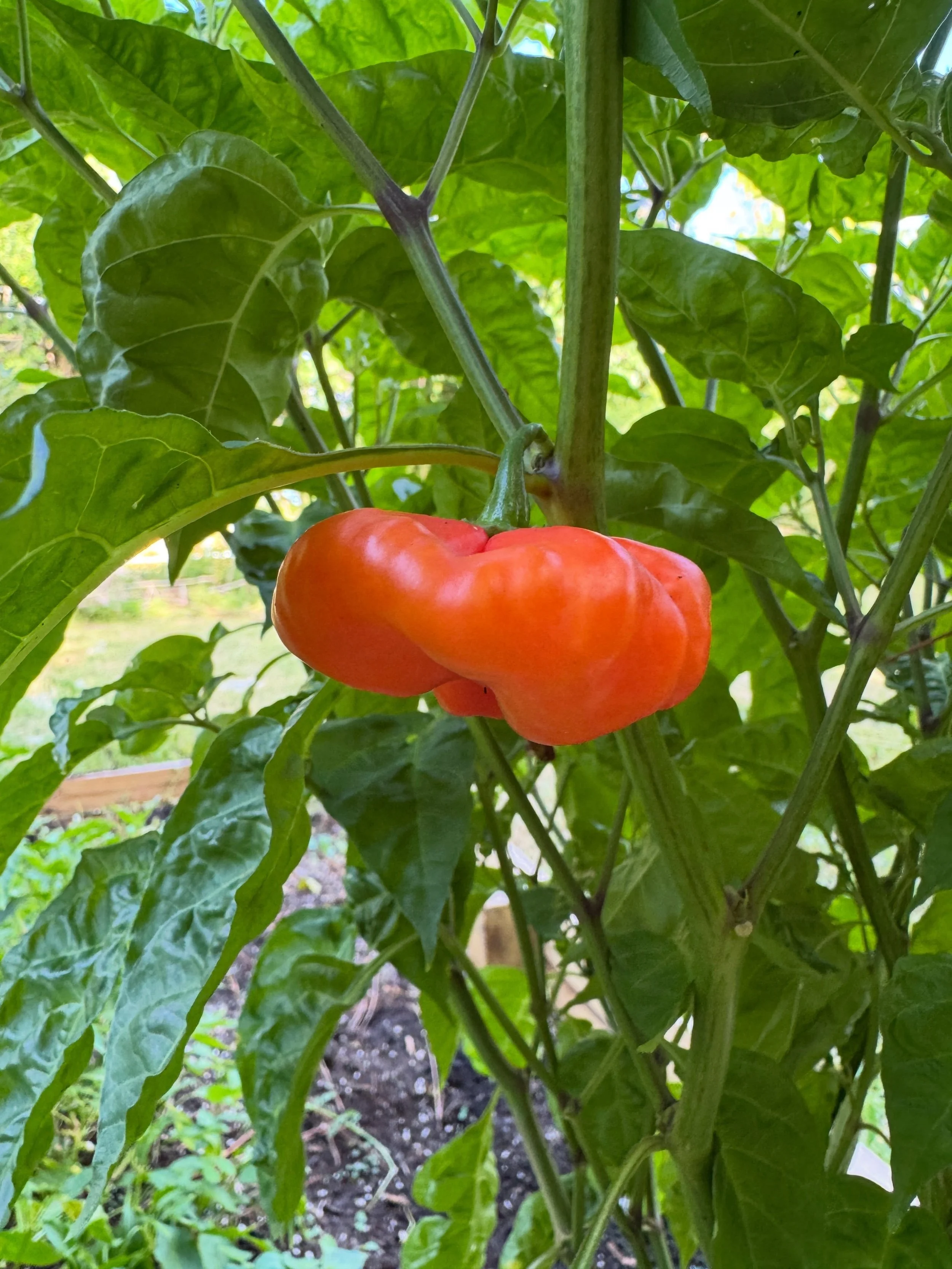 Holy cachucha, Batman! The aj&iacute; cachucha is always my slowest growing pepper (anyone else? lol) but when she works, SHE WORKS. look at the size of that thing. 🥰 

#peppers #floridagardening #peppersfordays #growyourownfood🌱  #homesteading