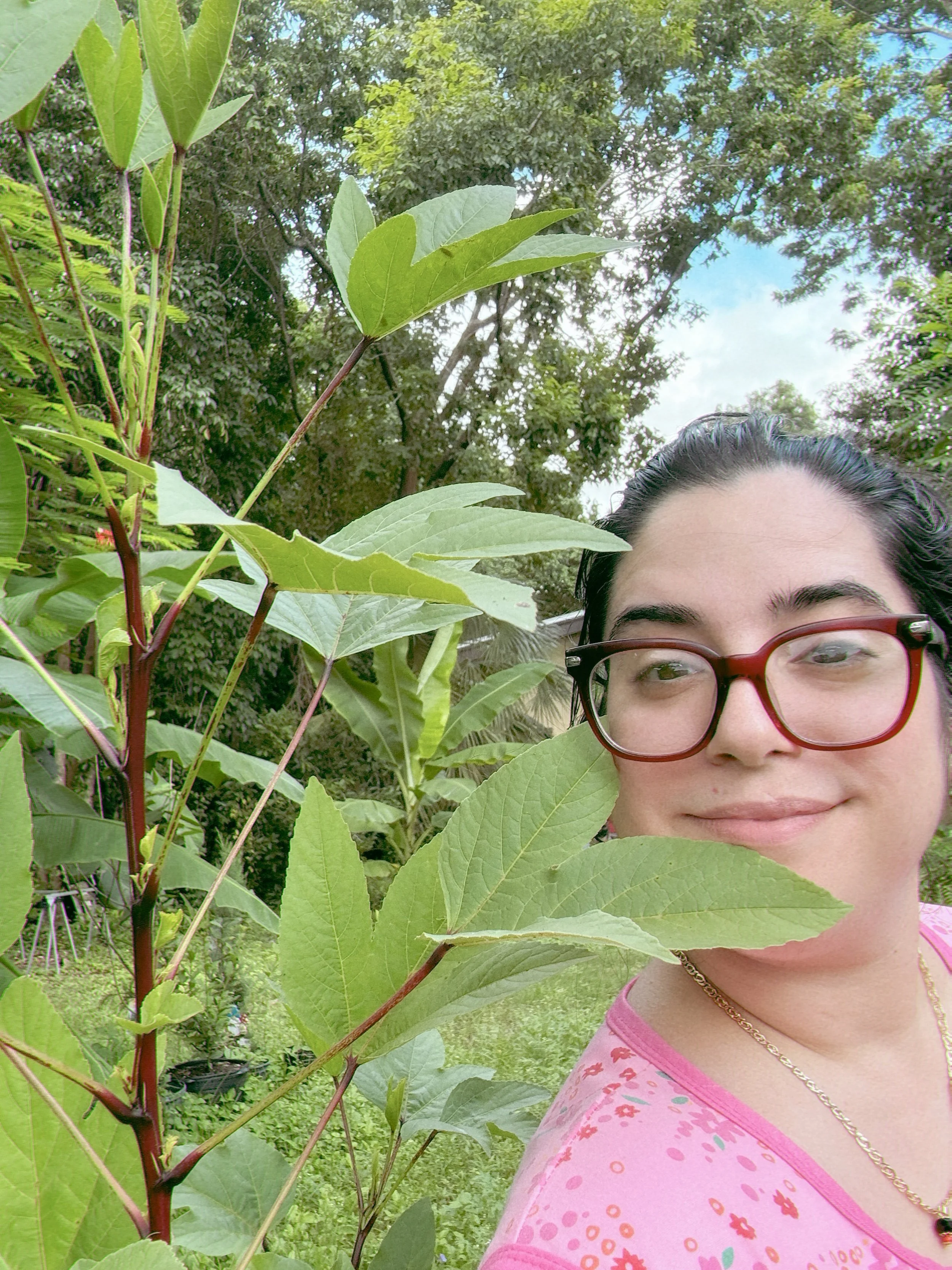 The roselle is officially taller than me! I&rsquo;m 5ft tall for reference. Grown from seed! We have another one potted up that&rsquo;s about 2-3ft right now and looking just as happy. These guys were really made for our climate. #rosellehibiscus #tr
