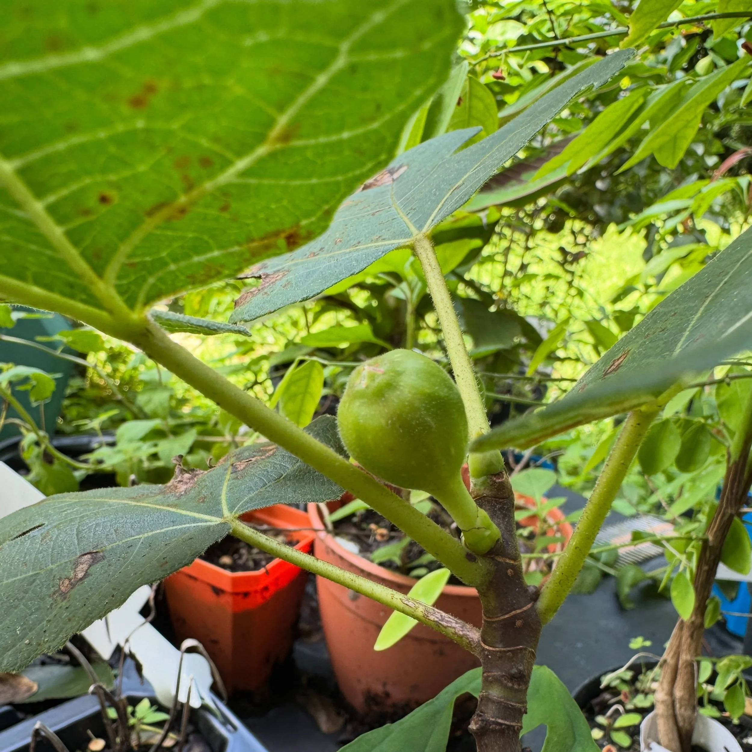 This precious potted fig put out its first fruit! It&rsquo;s the first time it sets fruit and thus plant is still very young. I probably won&rsquo;t let it keep this one so it can grow some more but it&rsquo;s so fun to see! This is a Chicago Hardy f