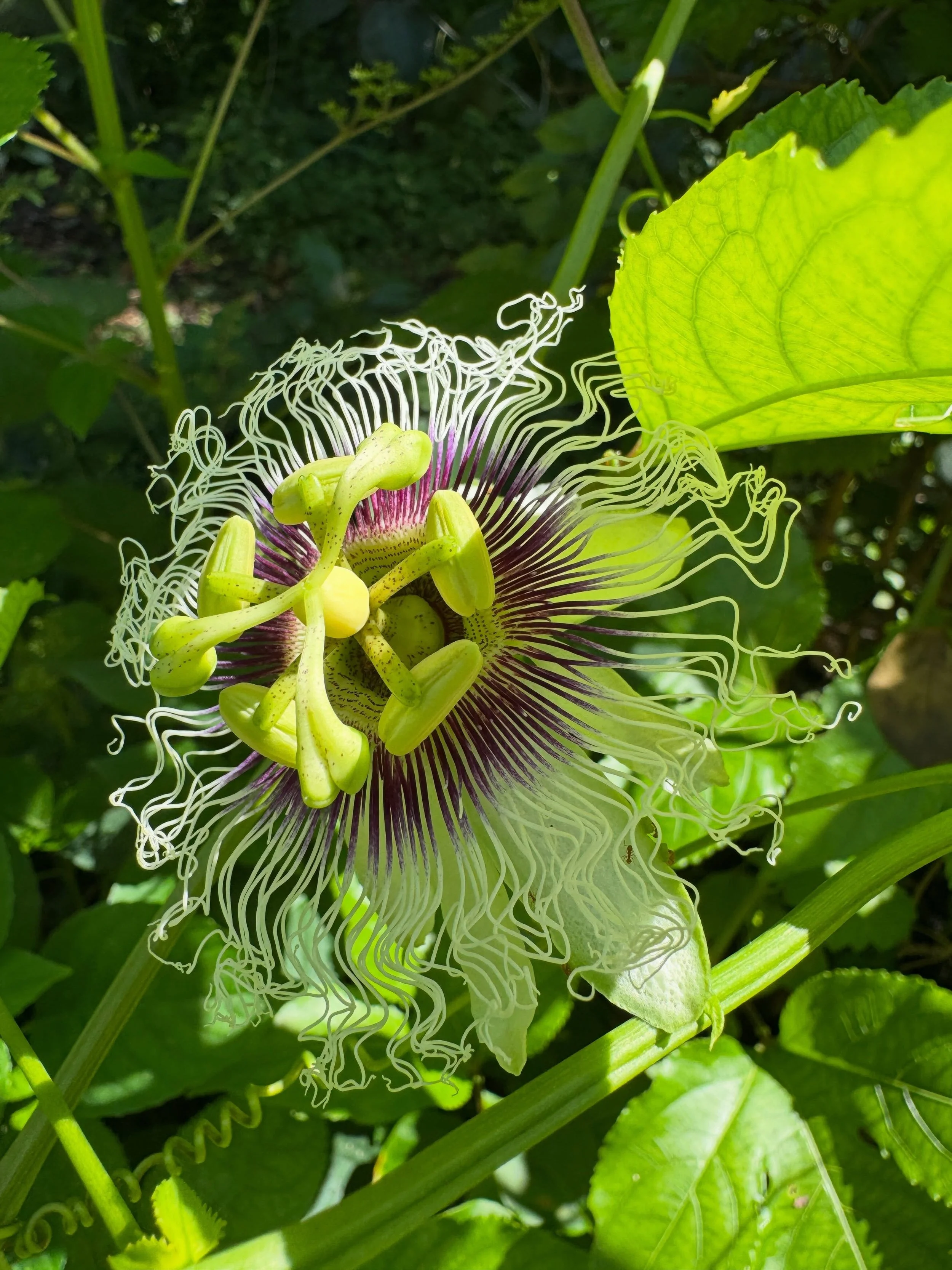 Nothing important today, just enjoys today&rsquo;s garden flowers 💗 #flowers #passionfruit #floridagardening #tropicalgarden #zone10b